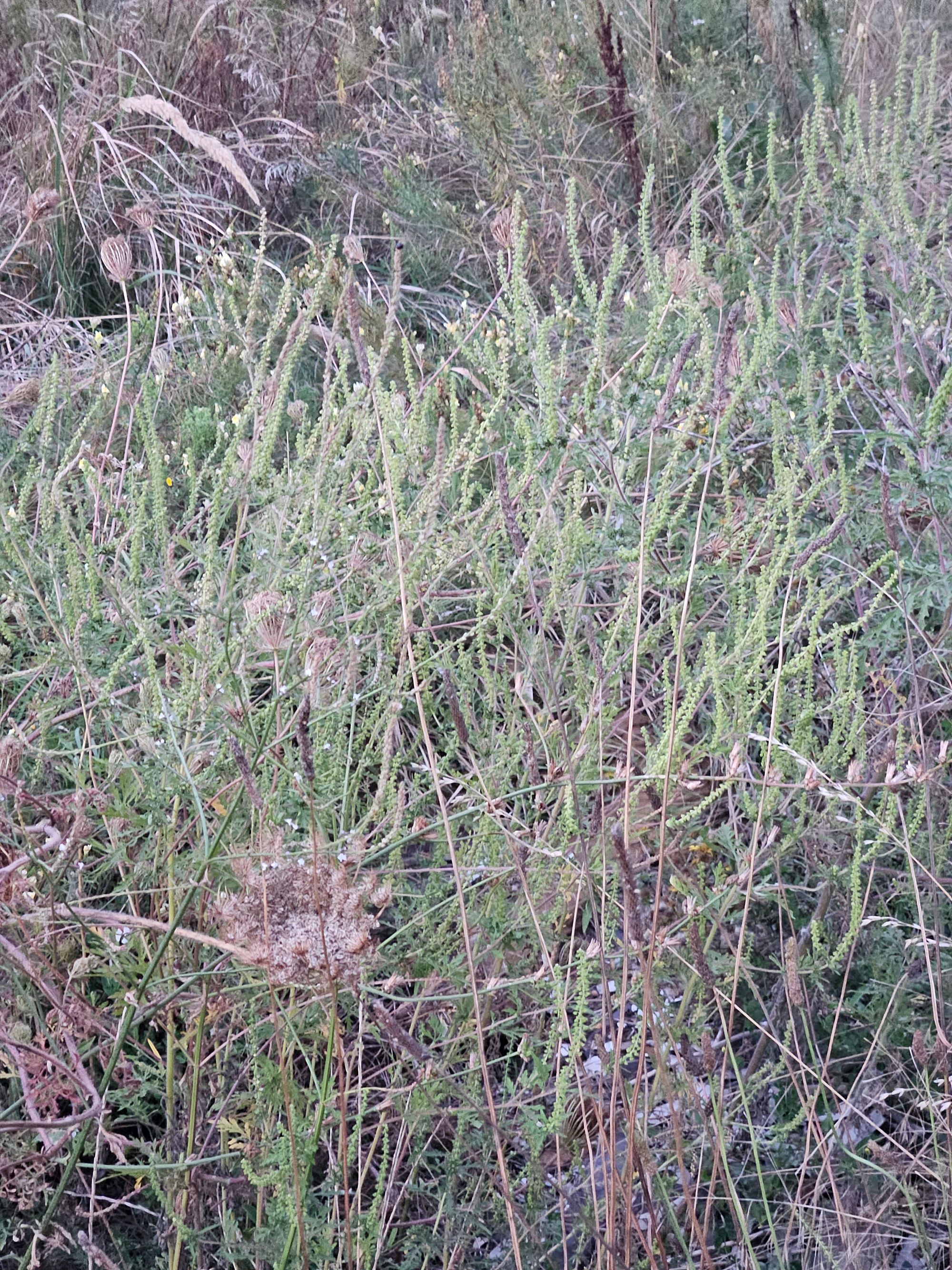 Ambrozie in Strada Gara Florica 18, Ștefăneștii Noi, Oraș Ștefănești, Județul Argeș - 1000060305.jpg