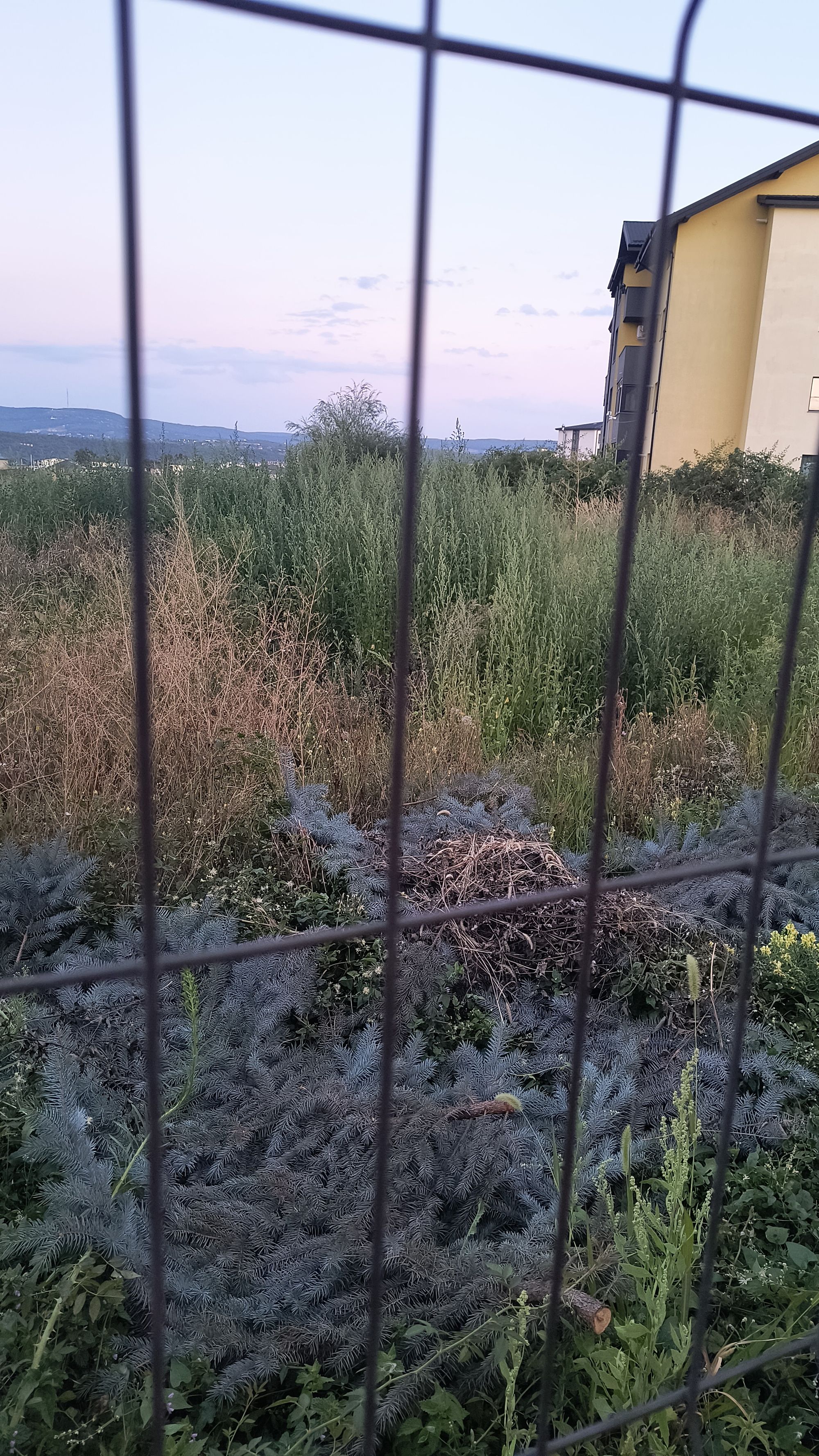 Ambrozie in Strada Crângului 4, Valea Adâncă, Comuna Miroslava, Județul Iași - IMG-20250820-WA0015.jpeg