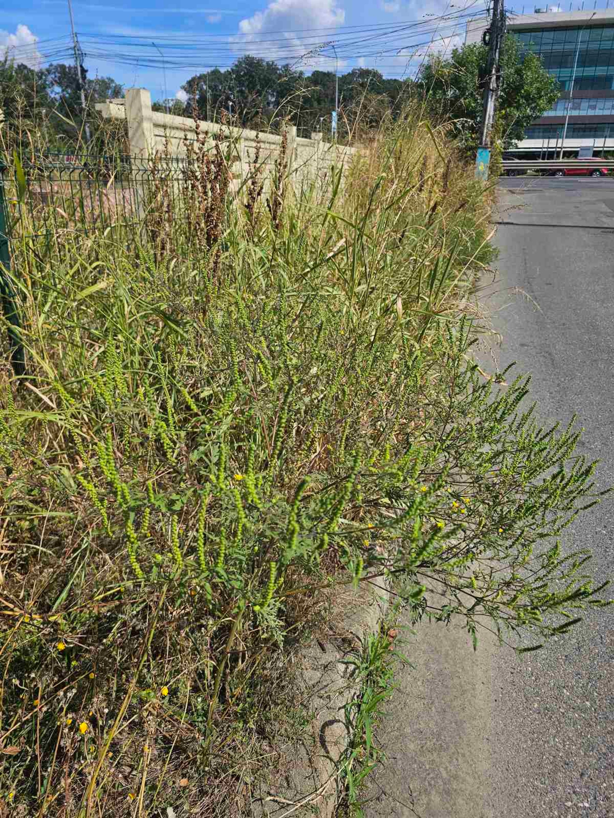 Ambrozie in Strada Gen. Eraclie Arion 4, București, Municipiul București