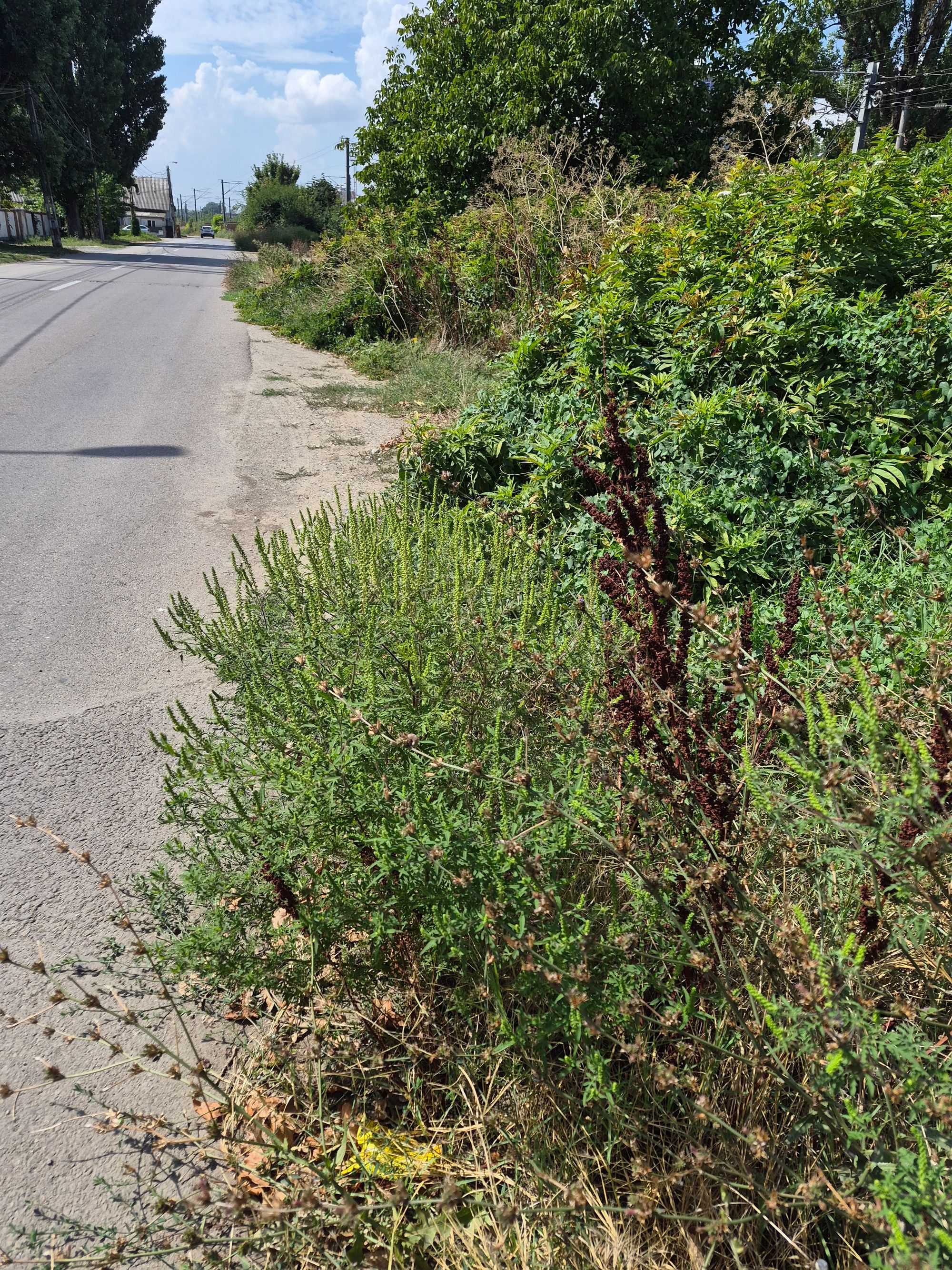 Ambrozie in Constanța, Municipiu Constanța, Județul Constanța