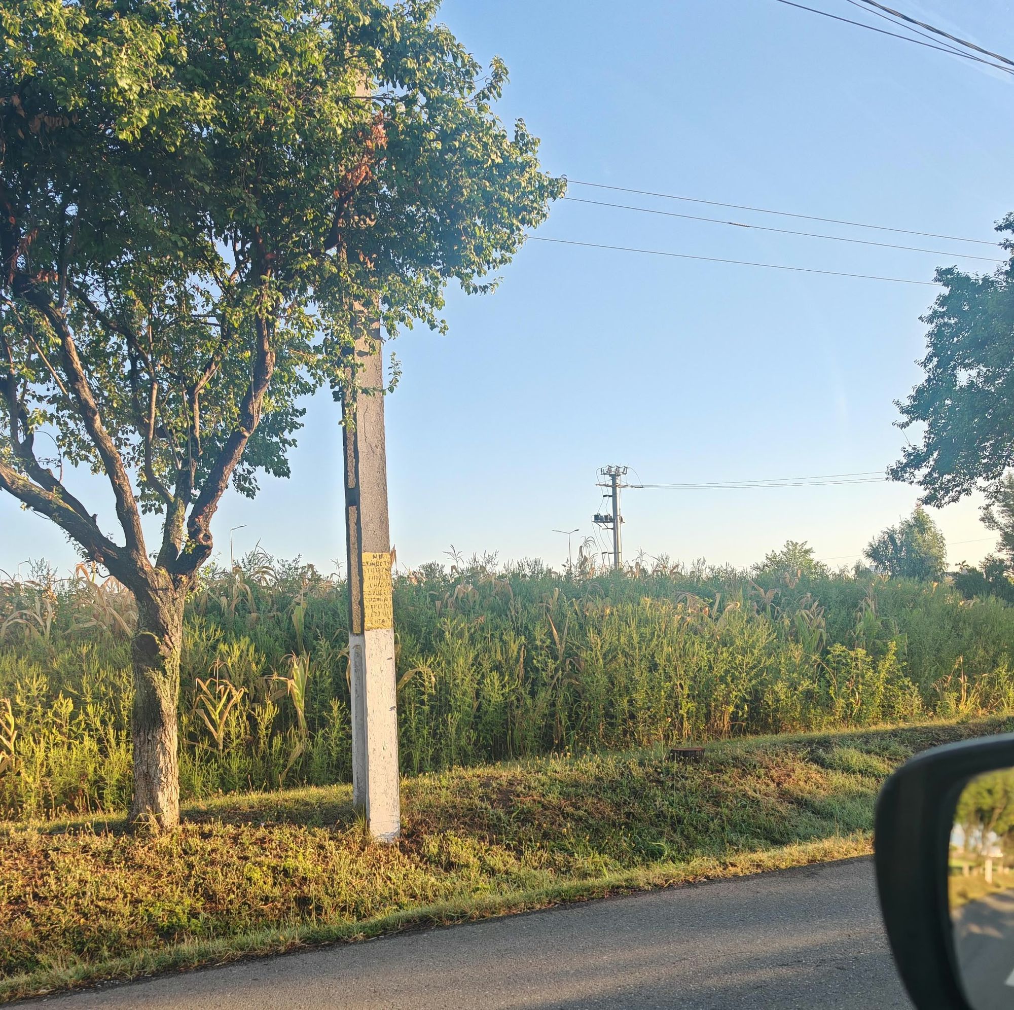 Ambrozie in Ploiești, Municipiu Ploiești, Județul Prahova - inbound8001992908252728821.jpg