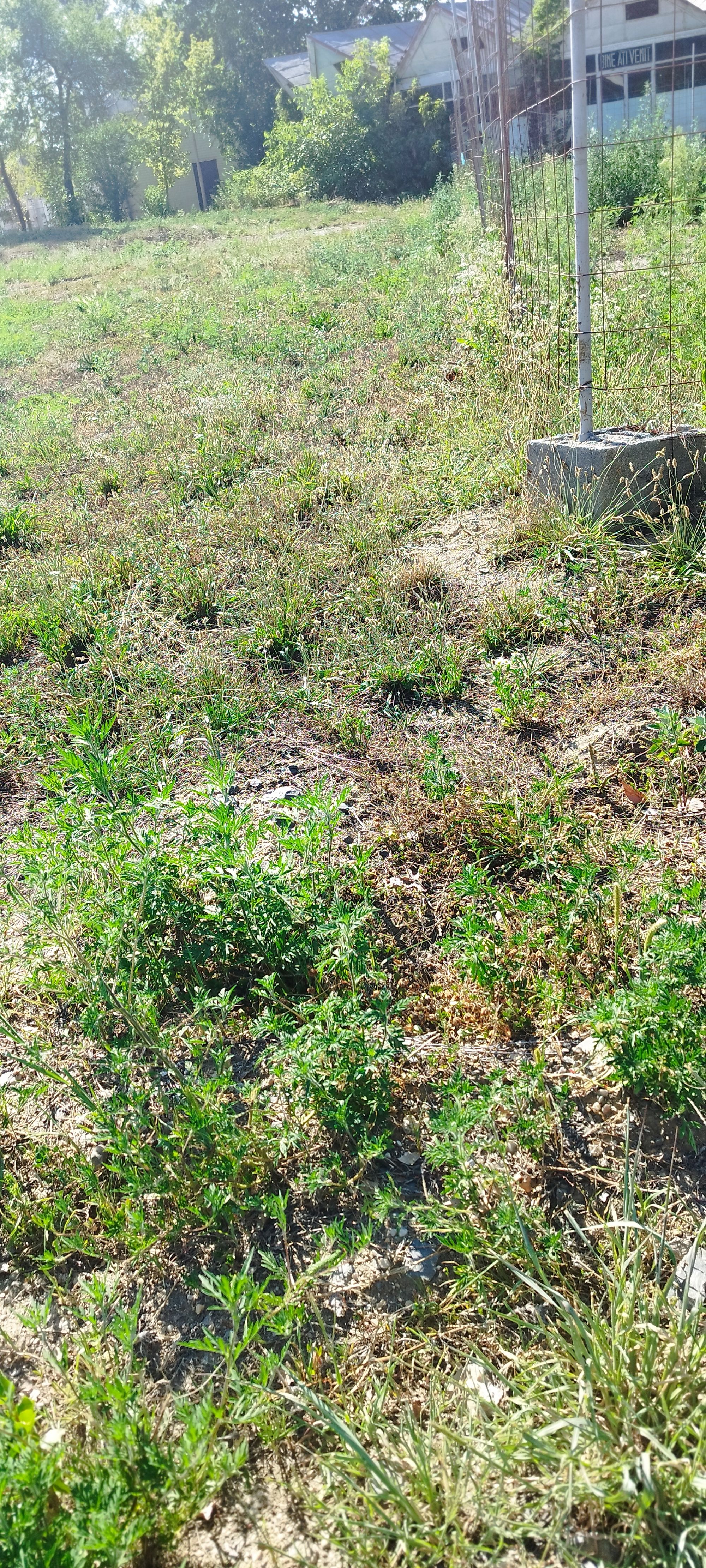 Ambrozie in Strada 24 Ianuarie 16, Satu Mare, Municipiu Satu Mare, Județul Satu Mare - Satu Mare Strada Strandului 1.jpg