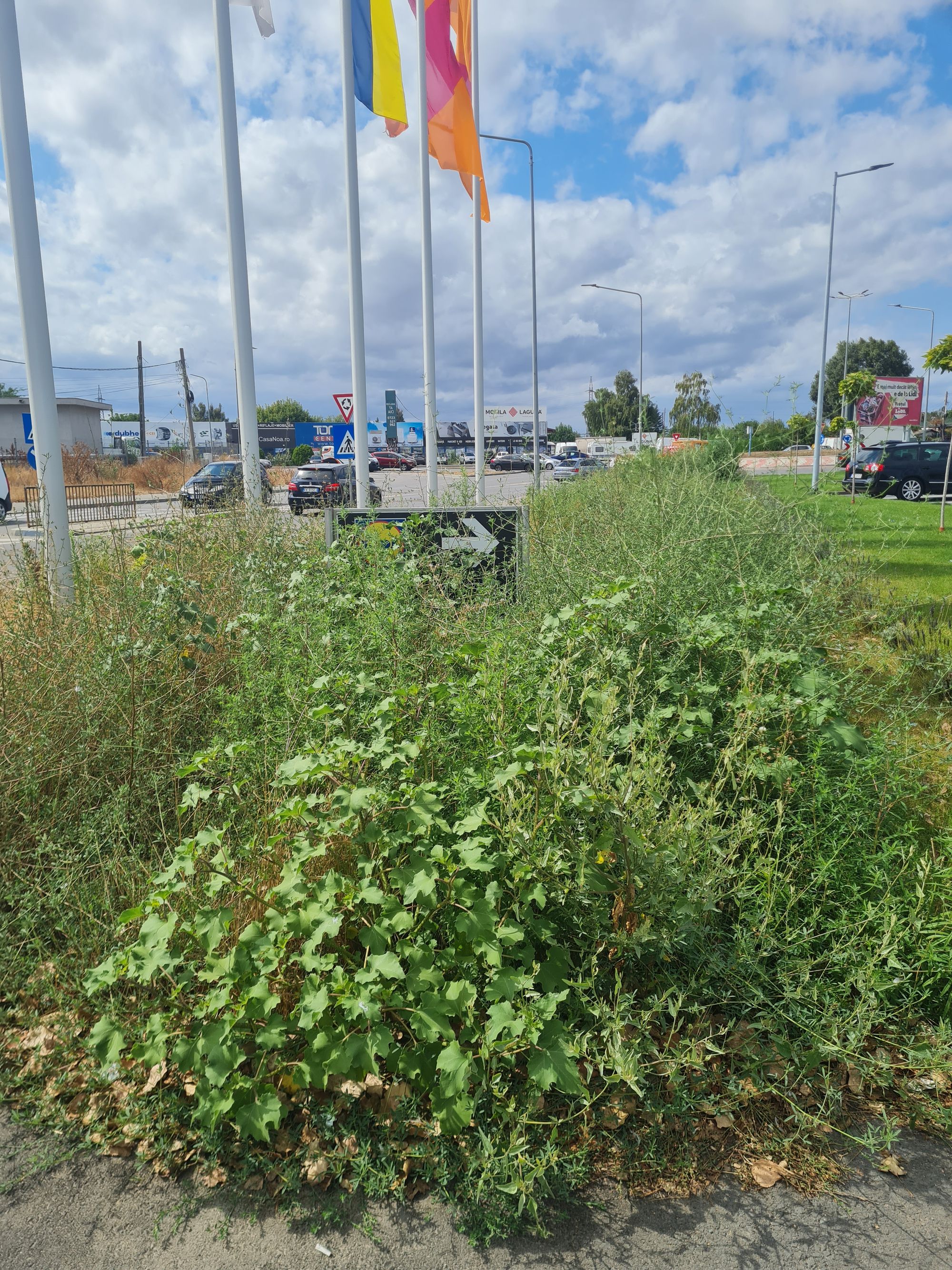 Ambrozie in Constanța, Municipiul Constanța, Județul Constanța - 20250825_144050.jpg