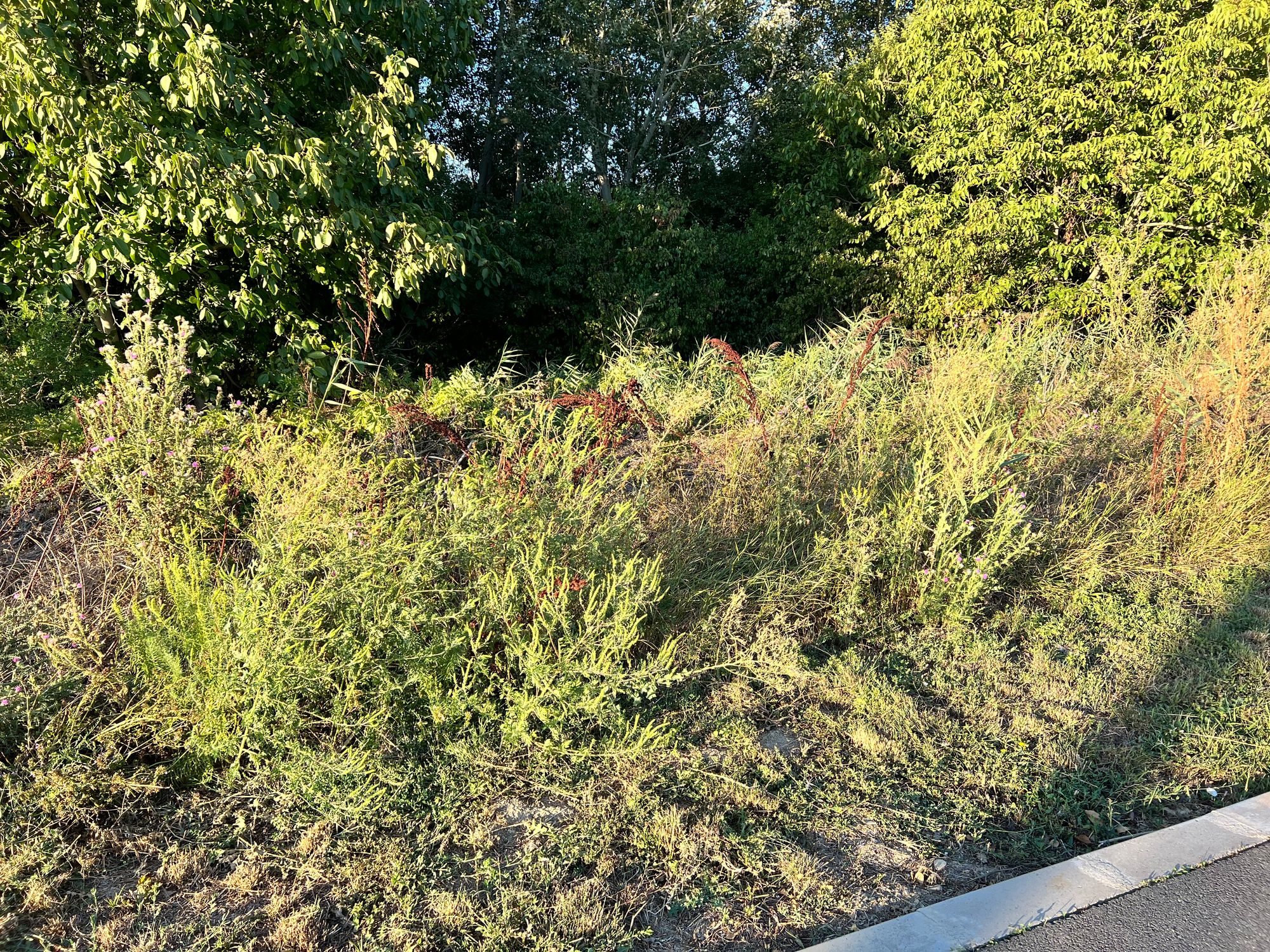 Ambrozie in București, Municipiul București