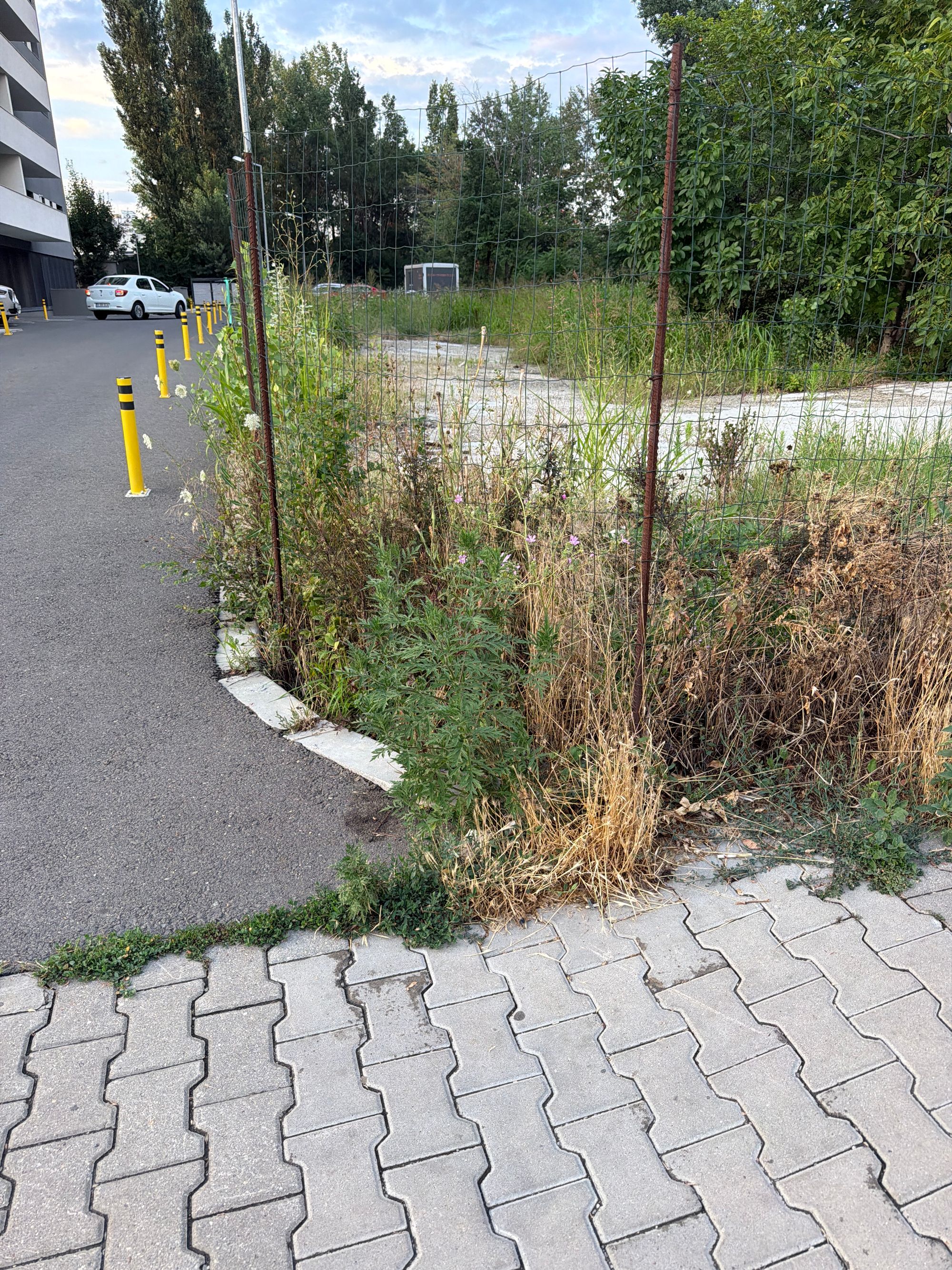 Ambrozie in Strada Glădiței 17, București, Municipiul București - image.jpg