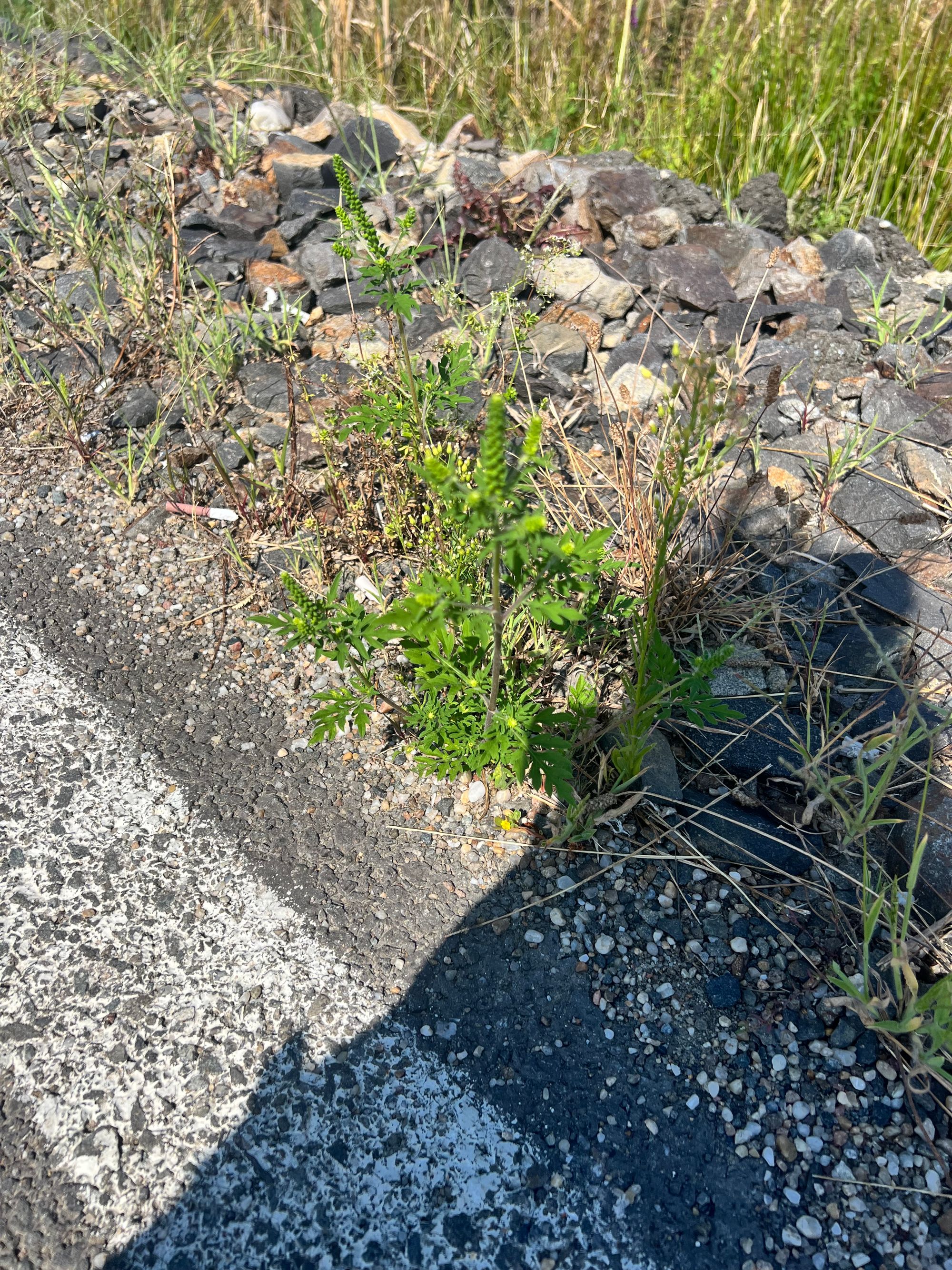 Ambrozie in Strada Aeroportului 24, Recea, Comuna Recea, Județul Maramureș - IMG_6332.jpeg