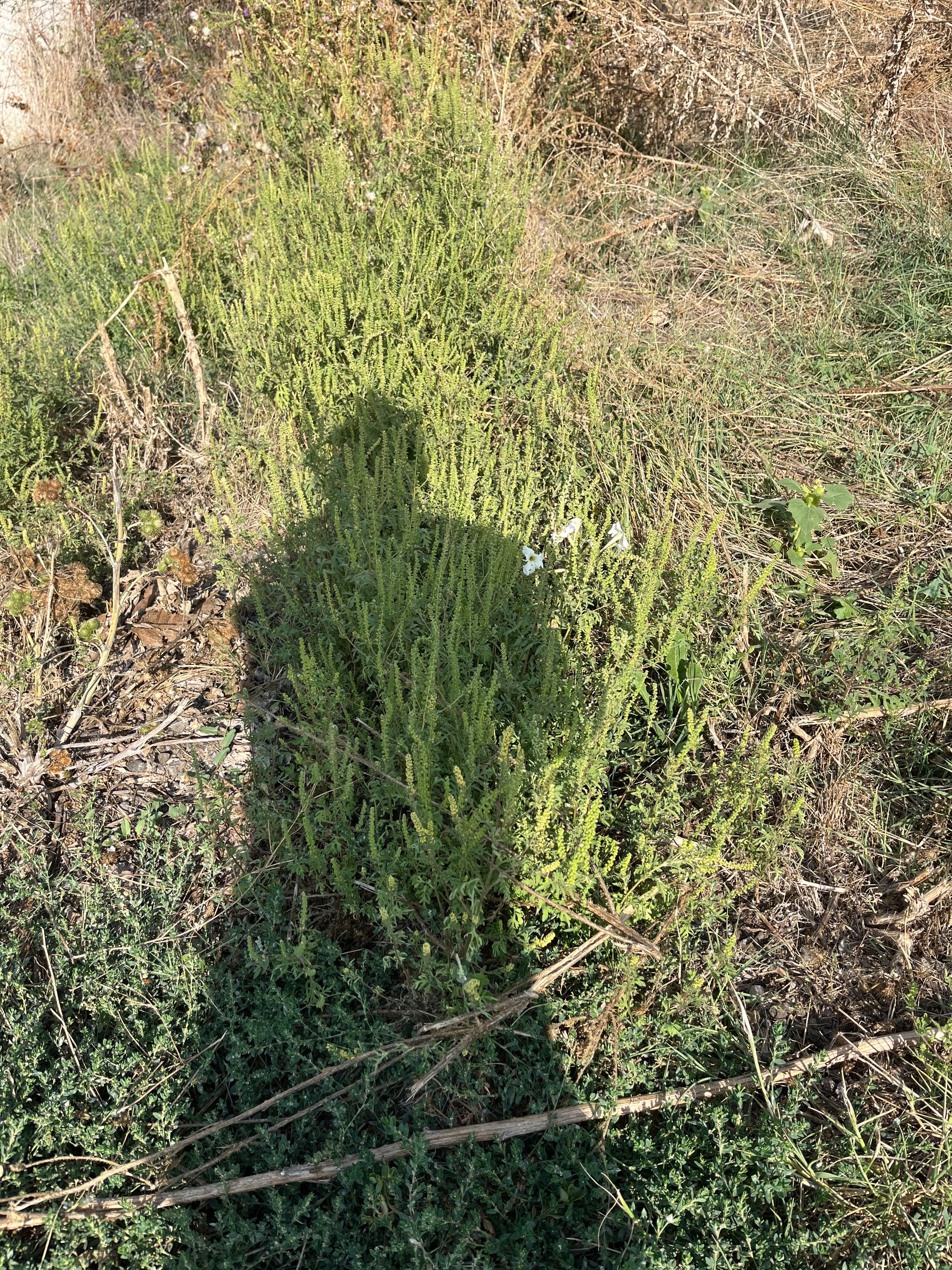 Ambrozie in Strada Viilor 15, Alexandria, Municipiu Alexandria, Județul Teleorman - image.jpg