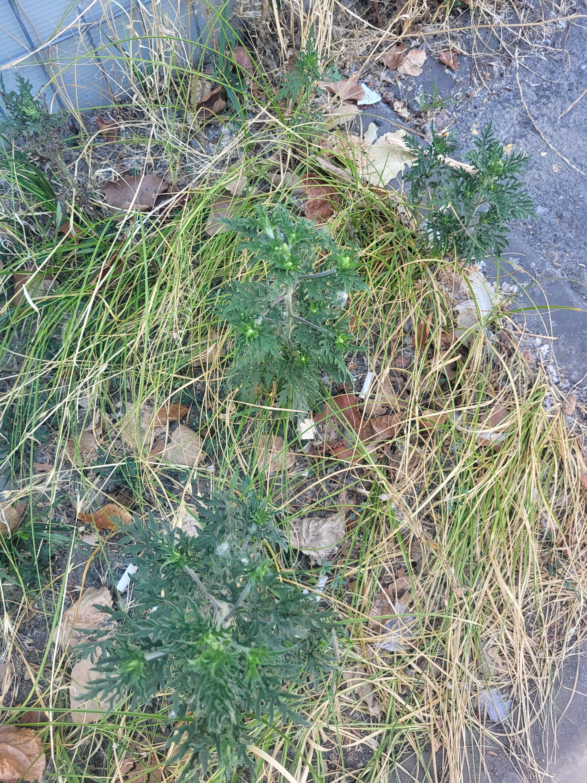 Ambrozie in Bulevardul Mamaia Nr. 334, Constanța, Municipiul Constanța, Județul Constanța - 20250816_141118.jpg