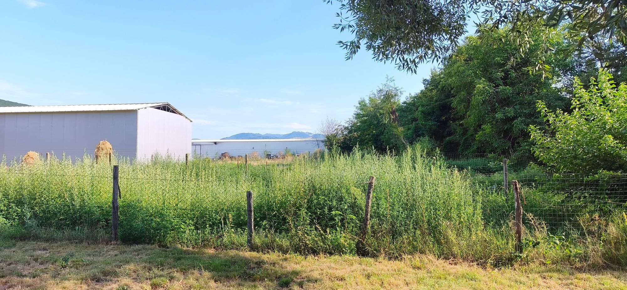 Ambrozie in Petrești, Municipiu Sebeș, Județul Alba - inbound7915051425435645724.jpg