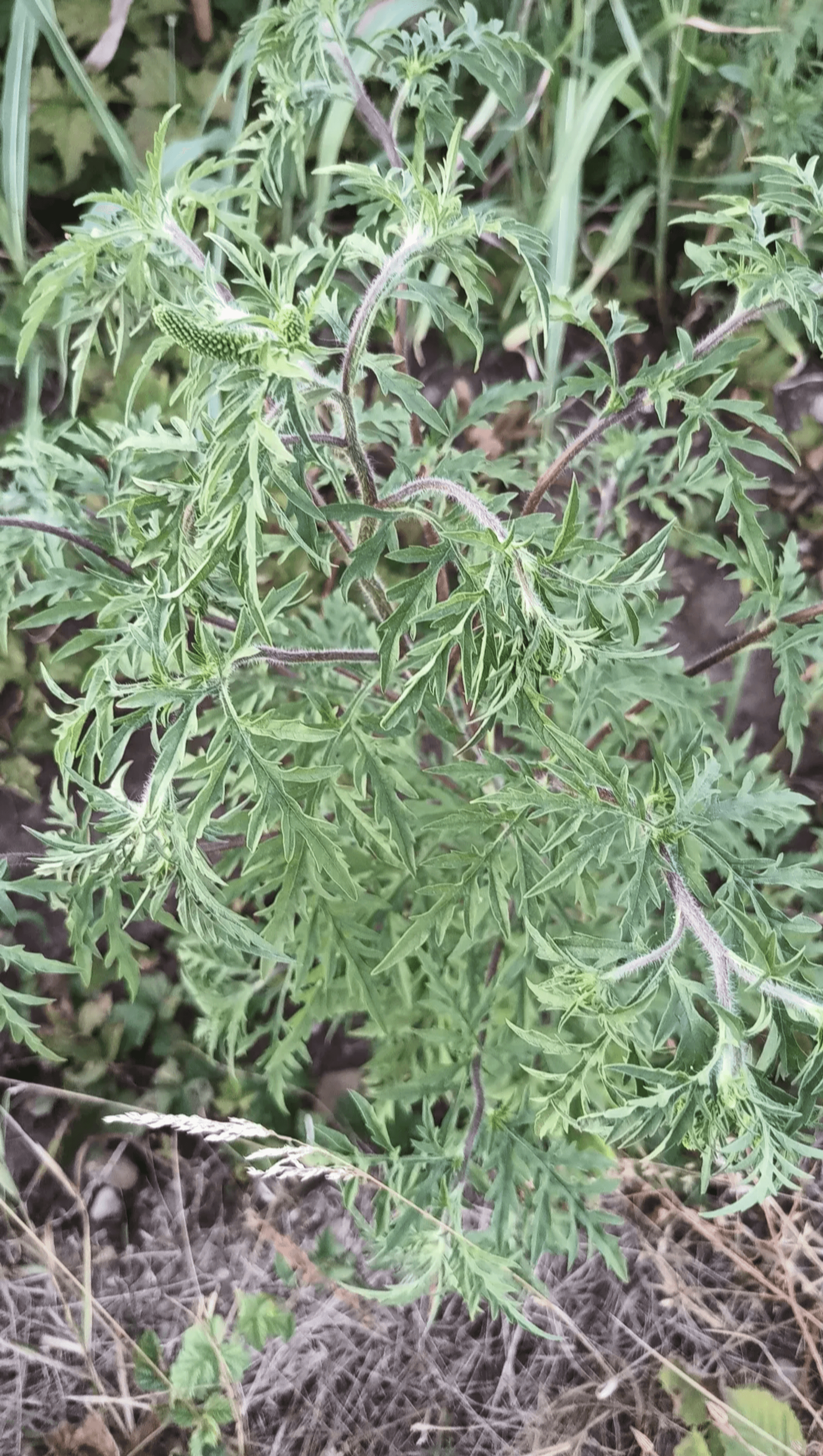 Ambrozie in Ostratu, Comuna Corbeanca, Județul Ilfov - Screenshot_20240730-224604.png