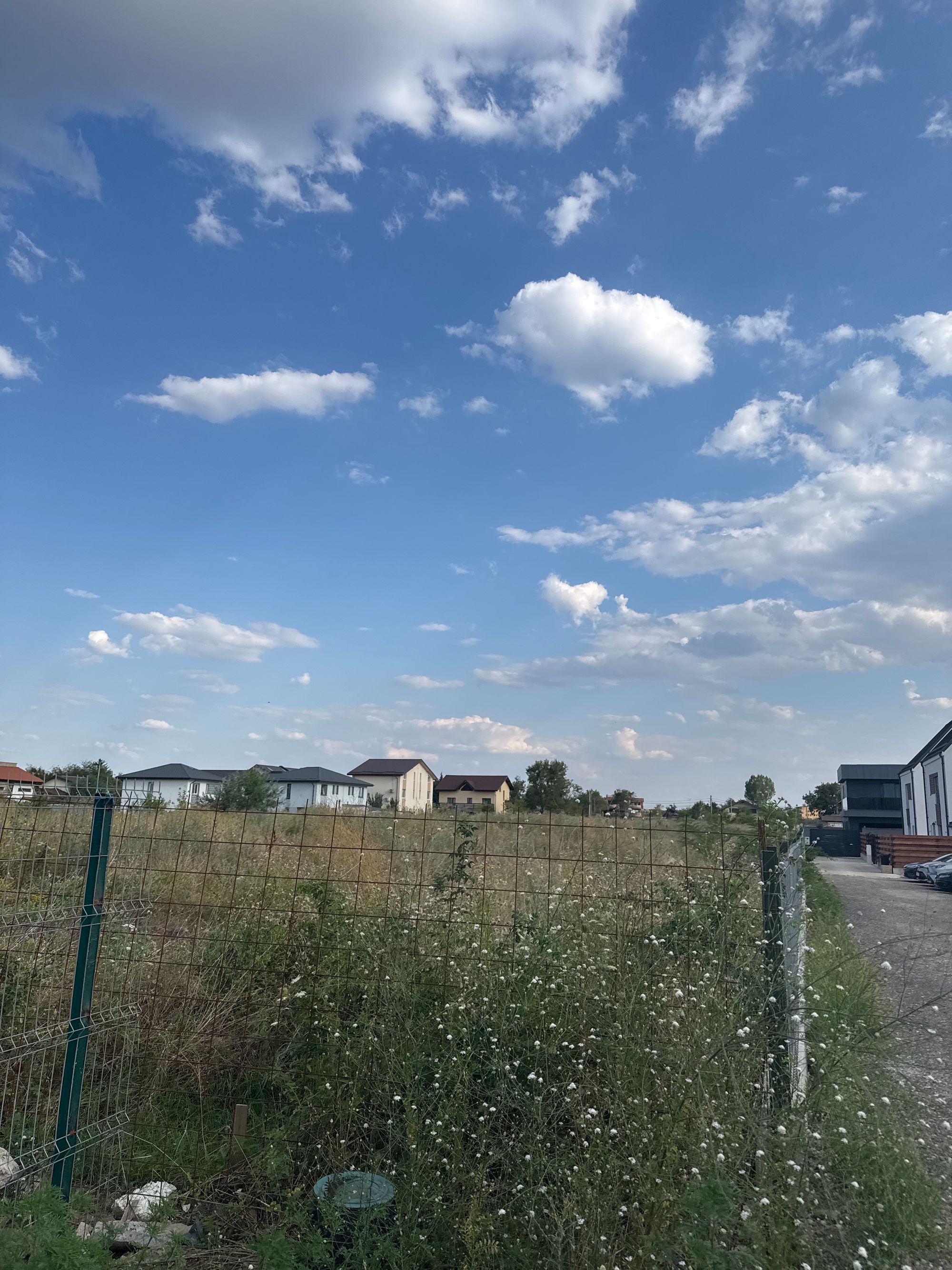 Ambrozie in Strada George Enescu 59D, Odăile, Oraş Otopeni, Județul Ilfov - image.jpg