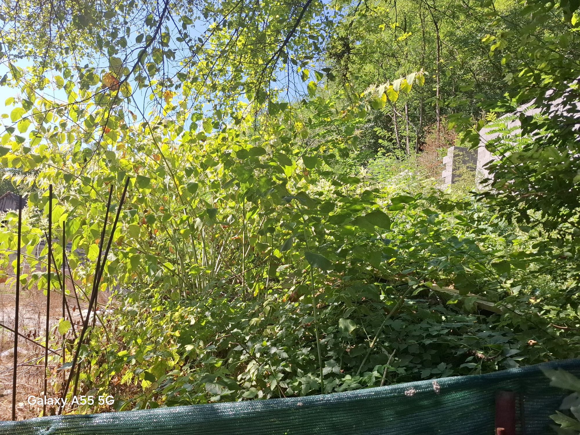 Ambrozie in DC54 26, Sighișoara, Municipiu Sighişoara, Județul Mureș - 2.jpg