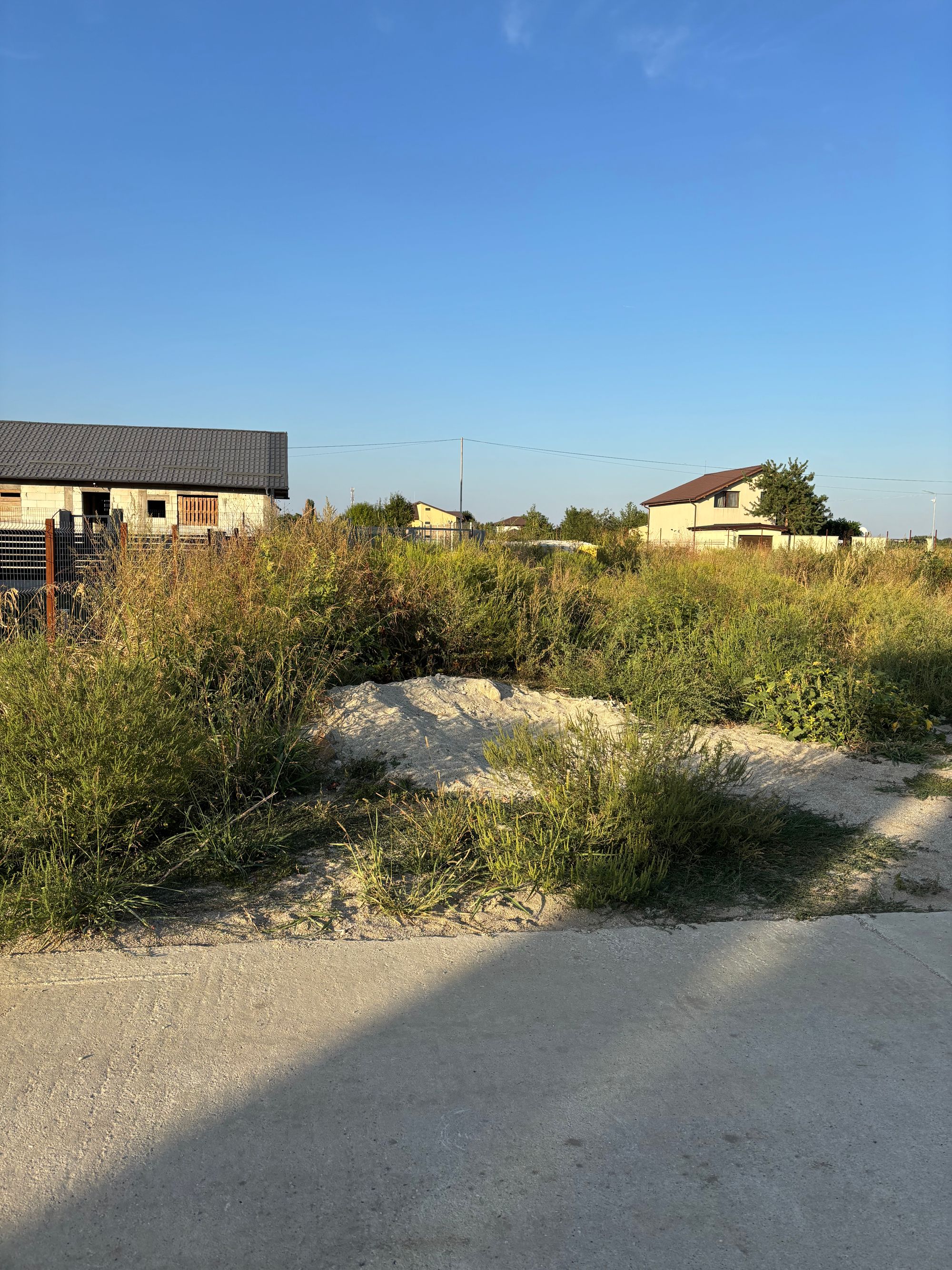 Ambrozie in Șoseaua Curtea Domnească 89, Domnești, Comuna Domnești, Județul Ilfov - IMG_8042.jpeg