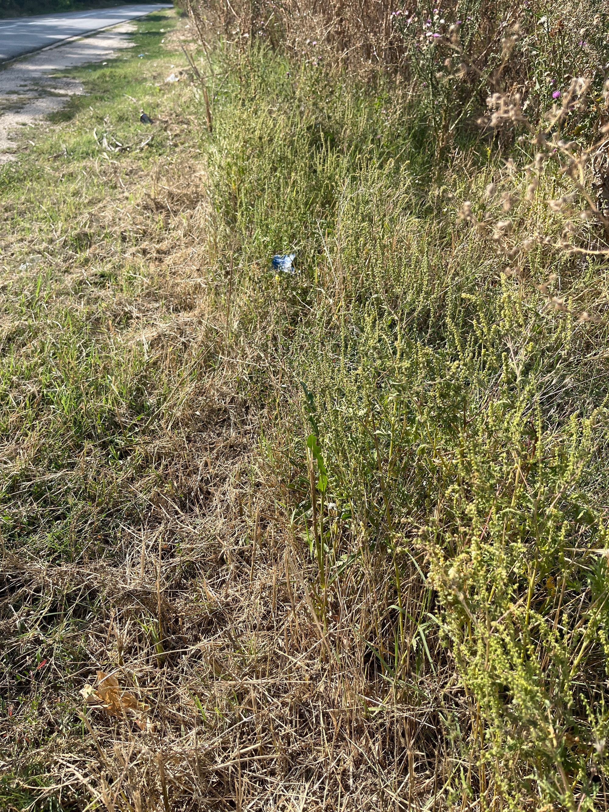 Ambrozie in Alexandria, Municipiu Alexandria, Județul Teleorman - image.jpg