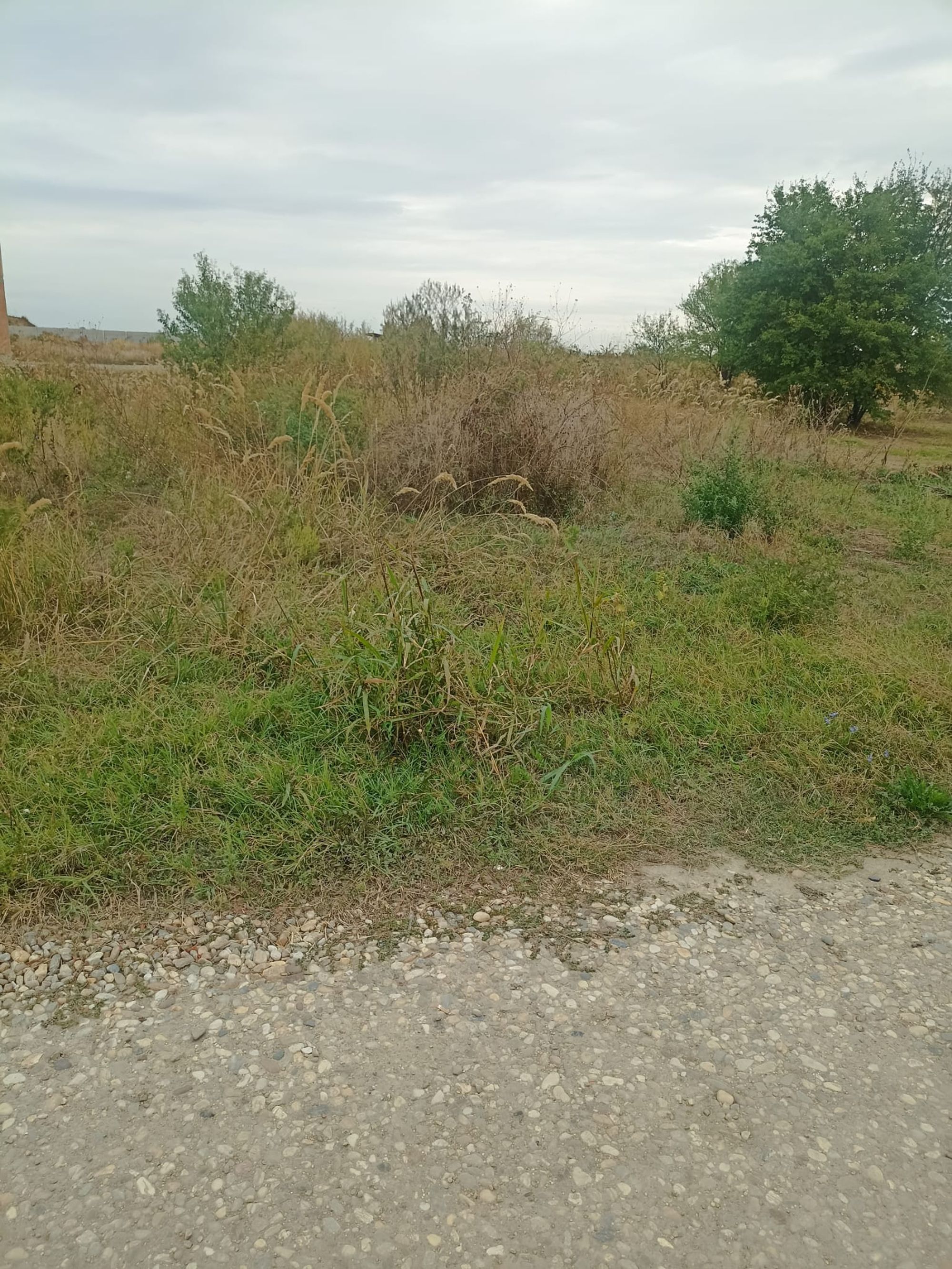 Ambrozie in Țegheș, Comuna Domnești, Județul Ilfov