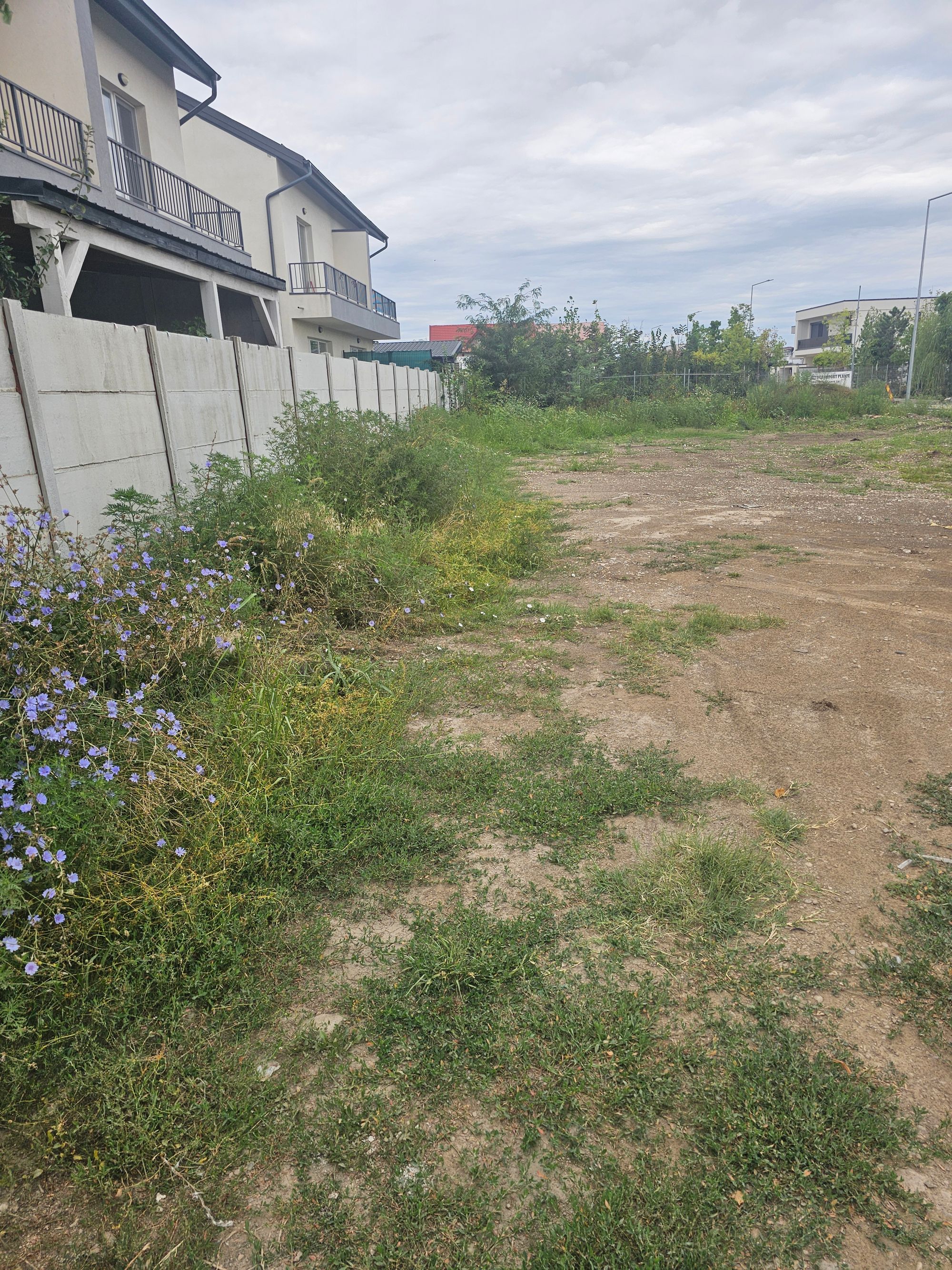 Ambrozie in Strada Mărțișor 72B, Bragadiru, Oraș Bragadiru, Județul Ilfov