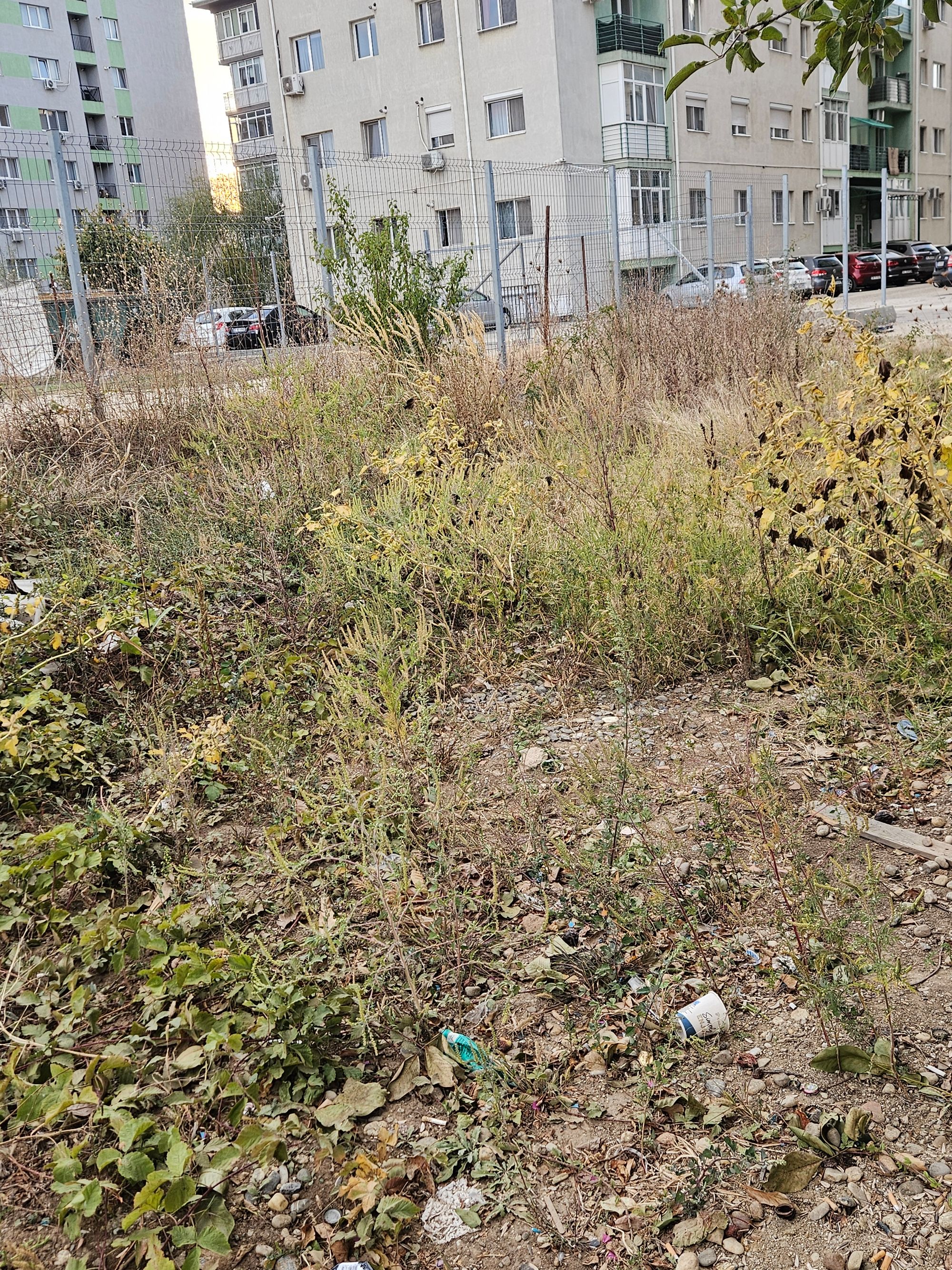 Ambrozie in Drumul Belșugului 43, București, Municipiul București