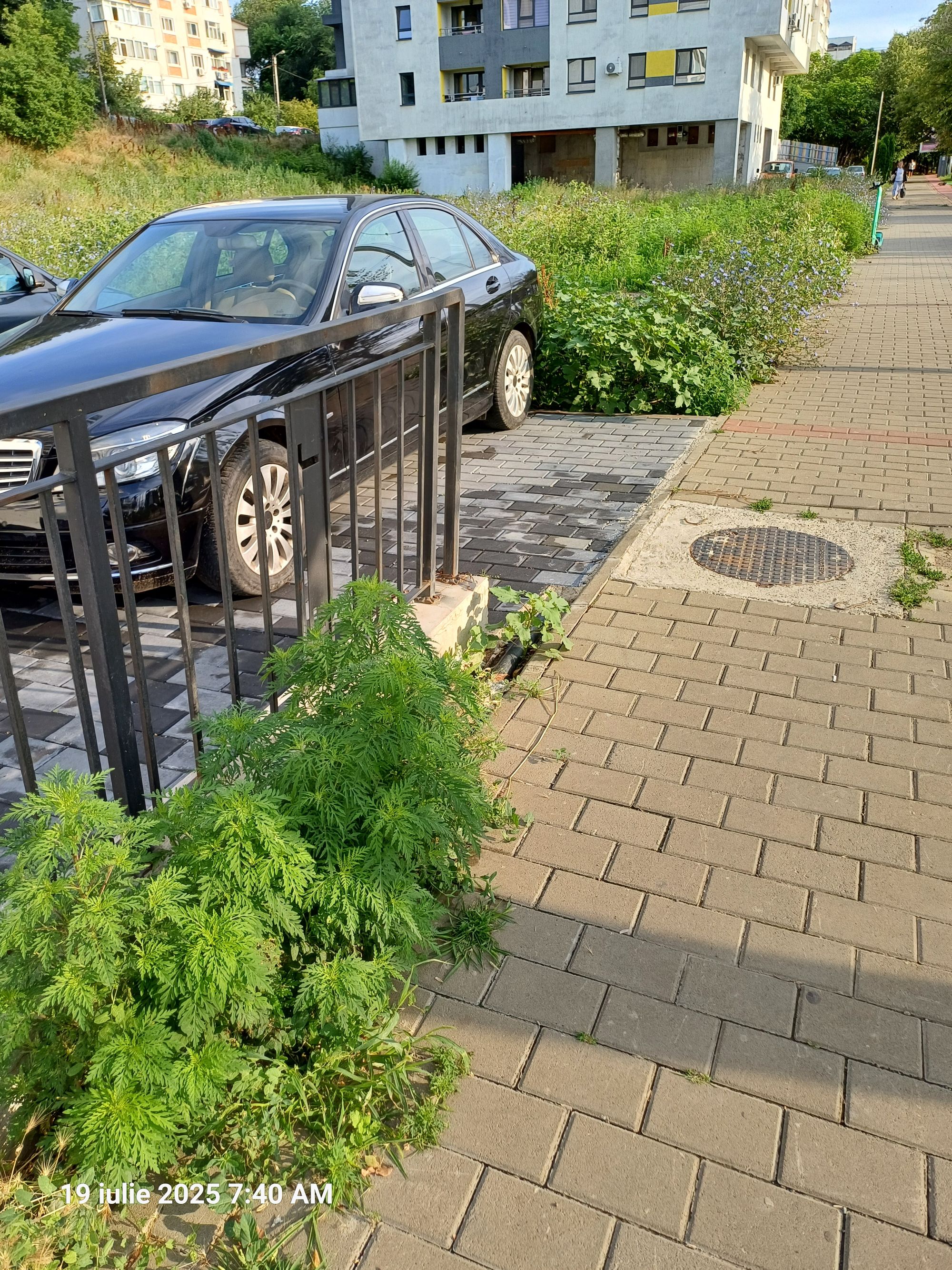 Ambrozie in Șoseaua Nicolina 120a, Iași, Municipiu Iaşi, Județul Iași