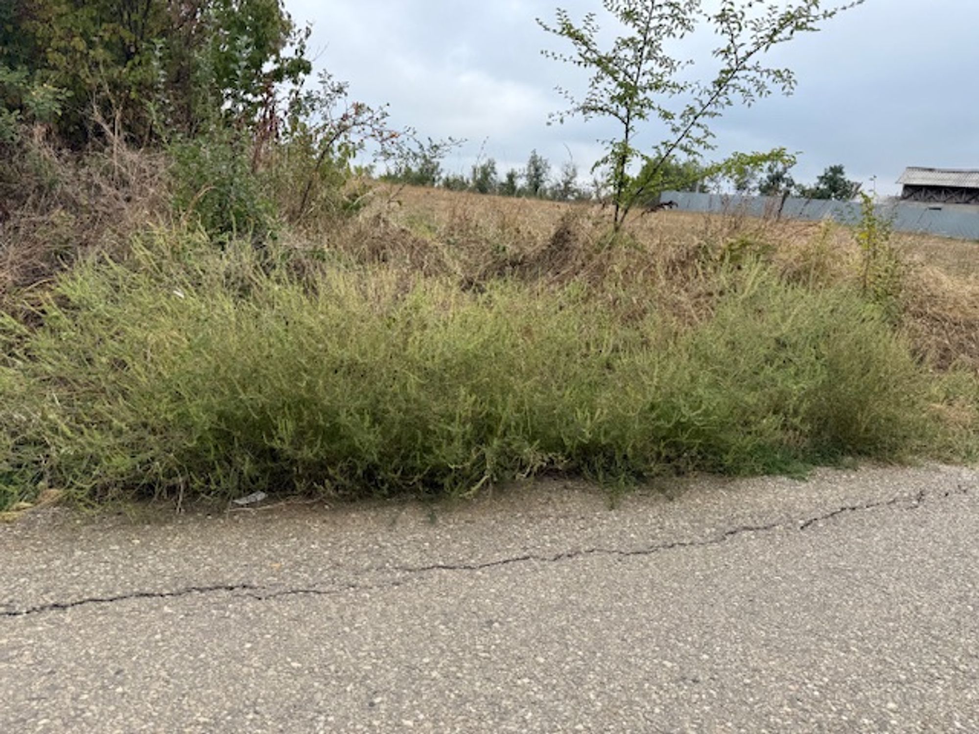 Ambrozie in Mareș, Comuna Albota, Județul Argeș - IMG_1628.jpeg