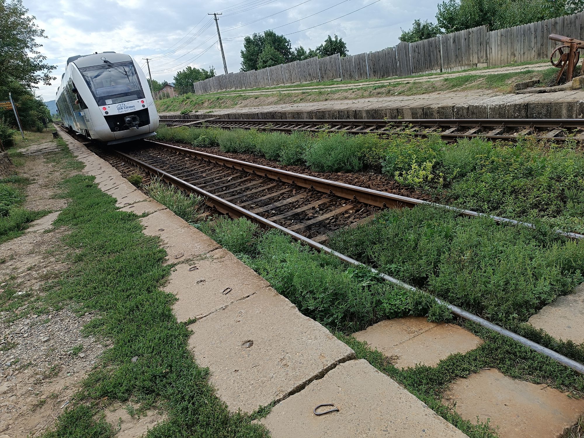 Ambrozie in Statia de tren  Picioru Lupului, Comuna Ciurea, Județul Iași - 1000117343.jpg