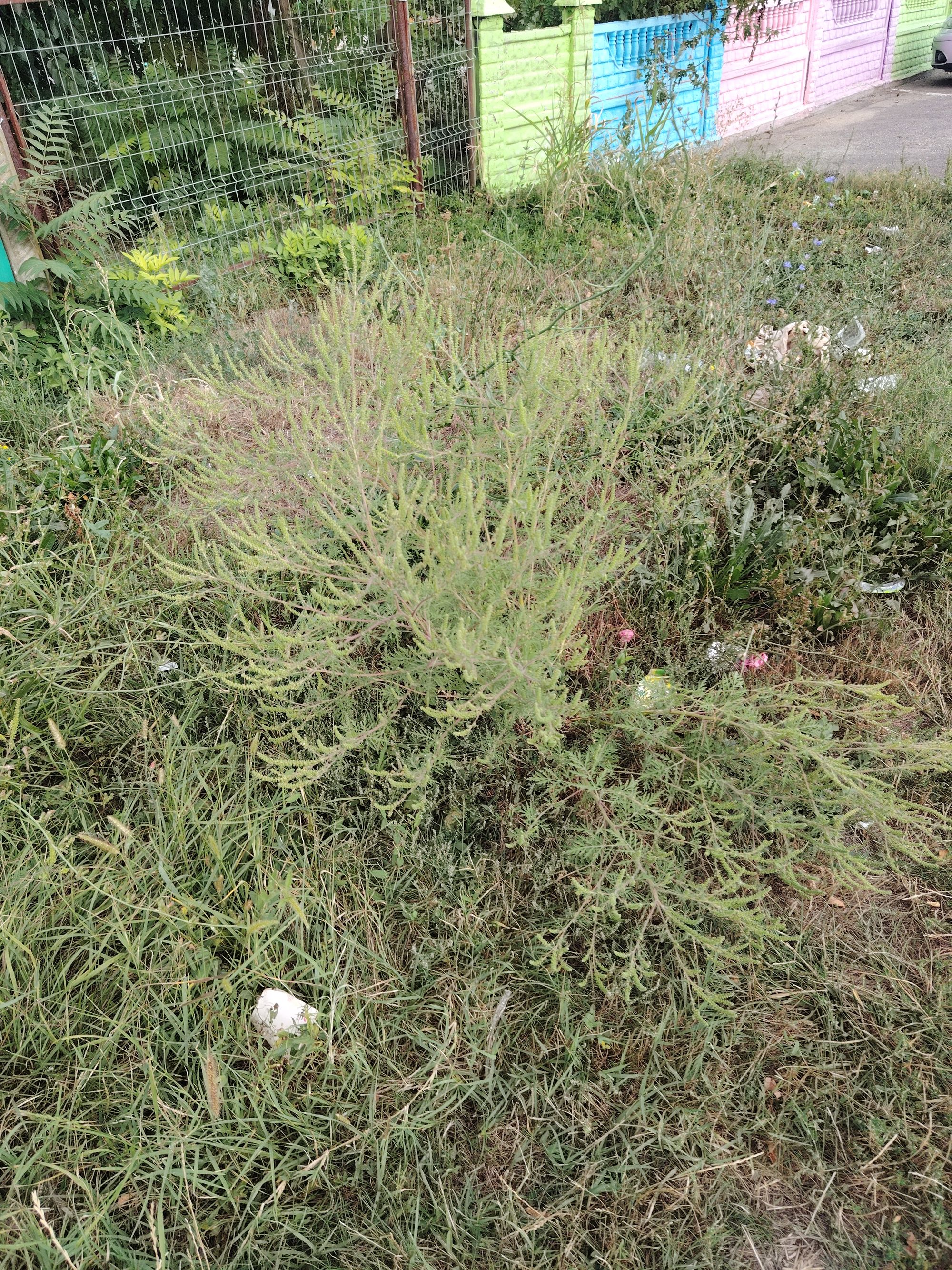 Ambrozie in DJ101A 1, Șirna, Comuna Șirna, Județul Prahova - IMG_20250915_172014.jpg