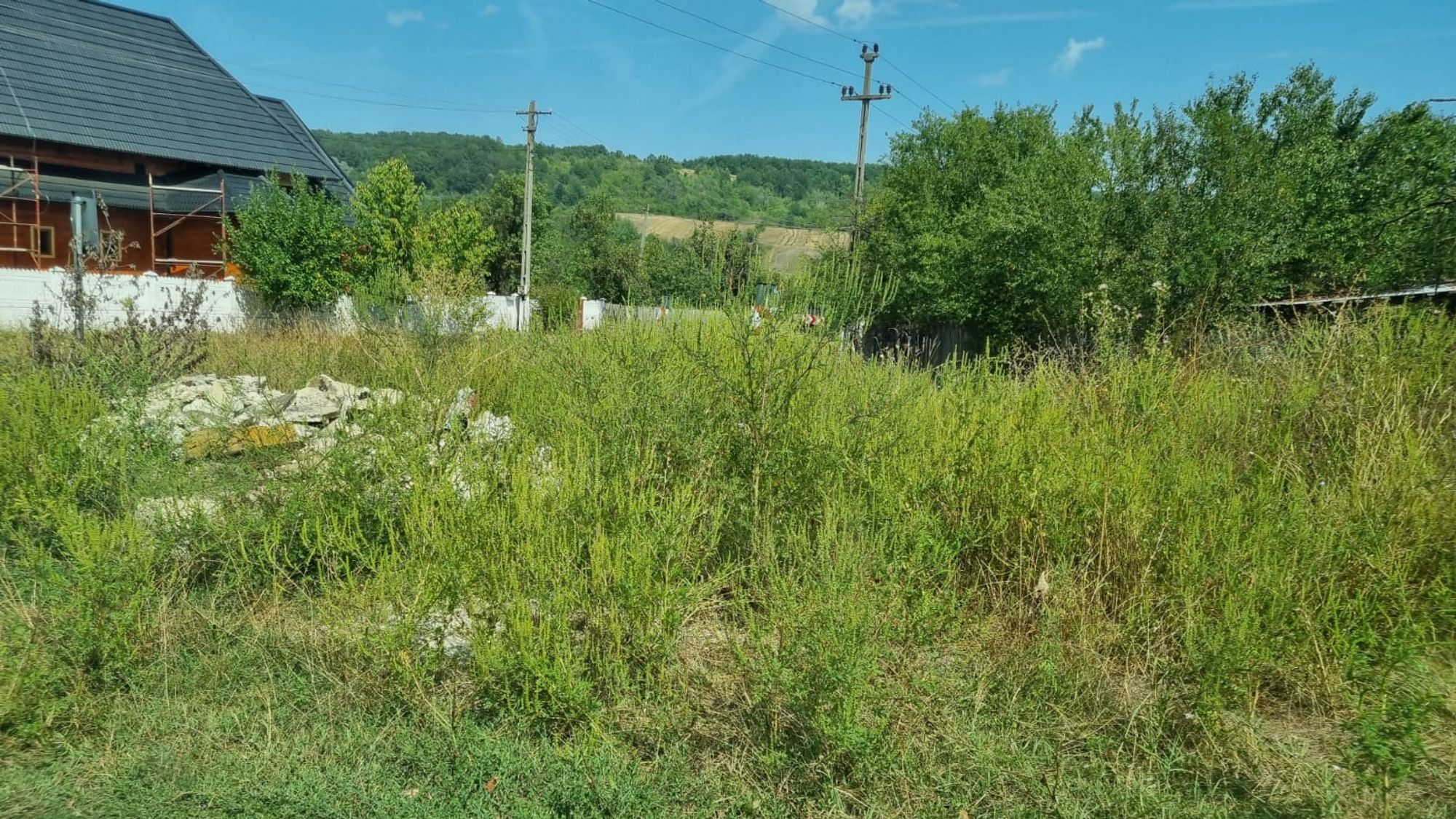 Ambrozie in DJ674B 100, Comuna Borăscu, Județul Gorj