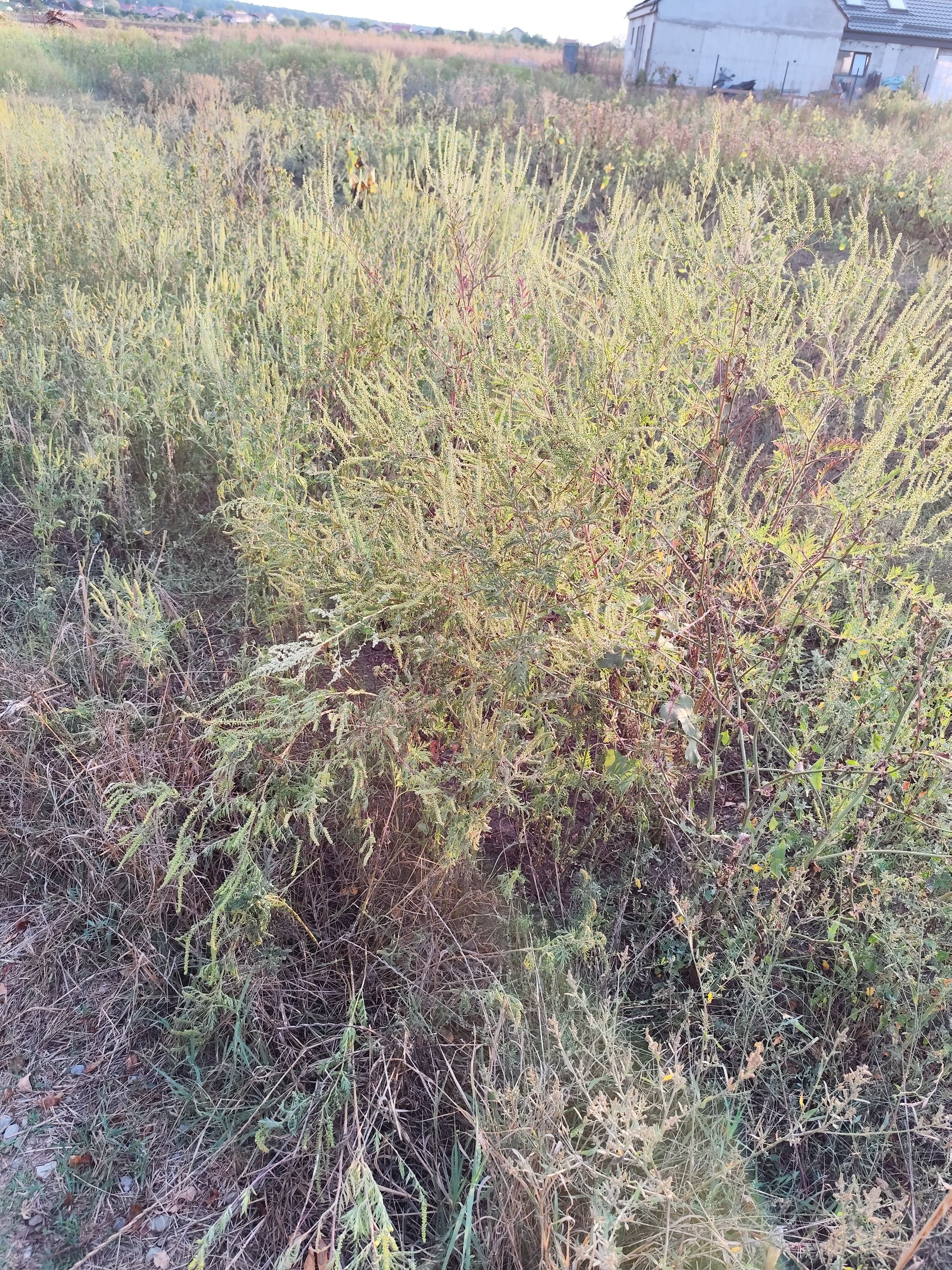 Ambrozie in Samurcași, Comuna Crevedia, Județul Dâmbovița - IMG_20250912_184804.jpg