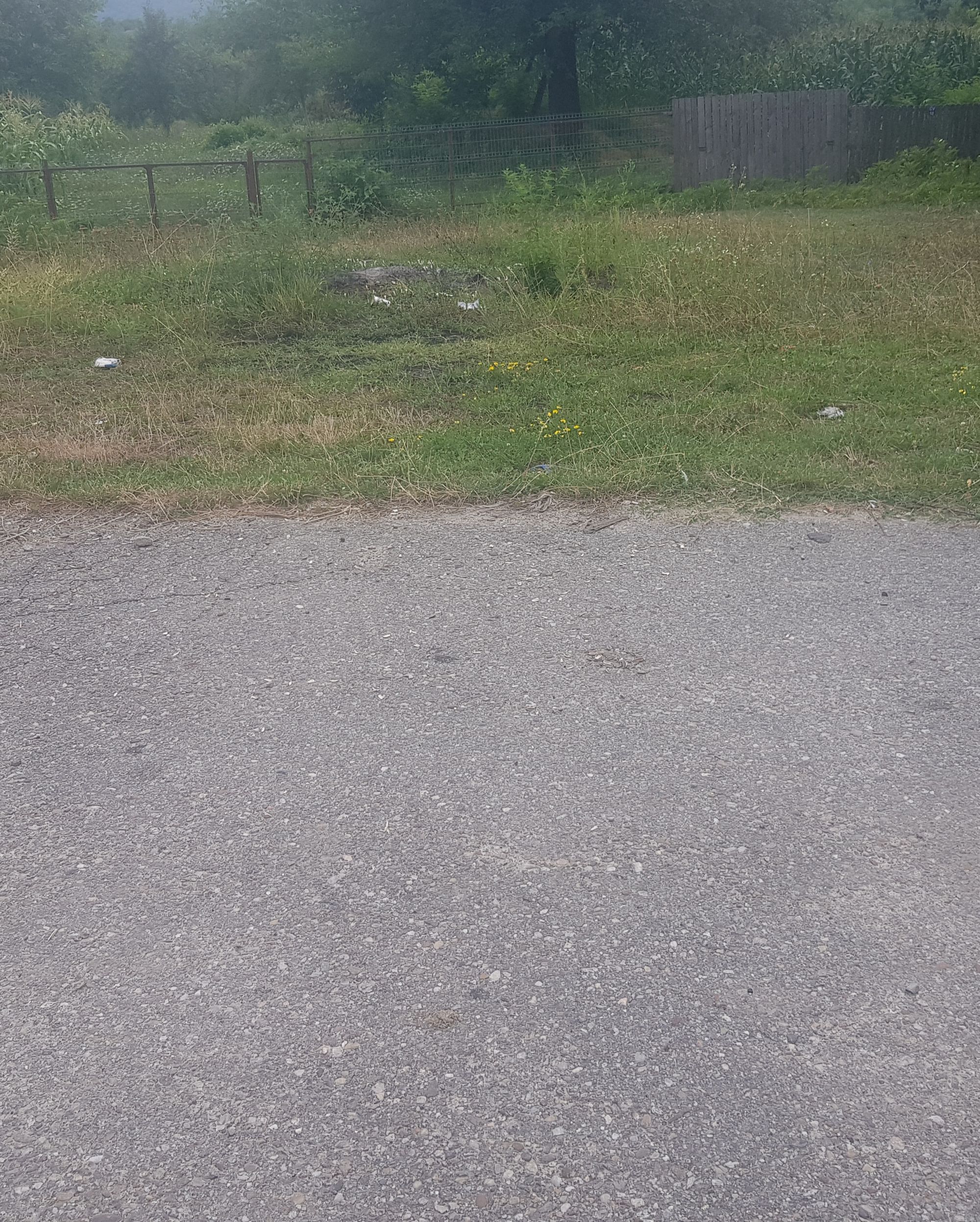 Ambrozie in Strada Surpatele 19, Moşteni, Comuna Frâncești, Județul Vâlcea