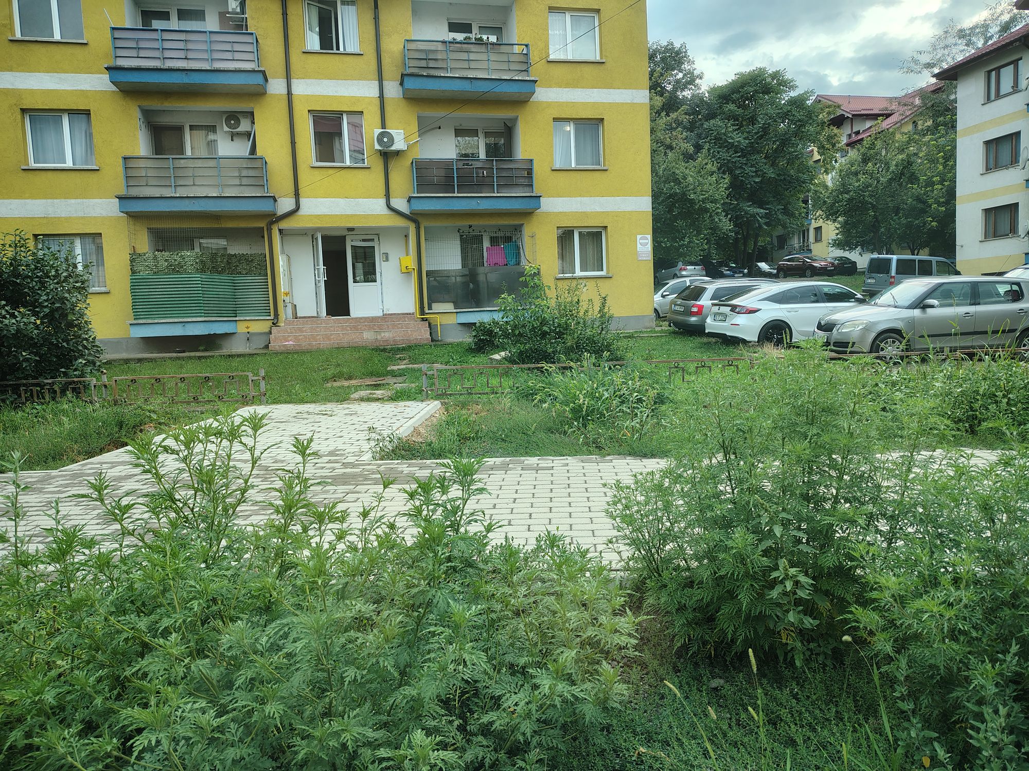 Ambrozie in Șoseaua Bucium 36, Iași, Municipiu Iaşi, Județul Iași - IMG_20250806_184754456_HDR.jpg