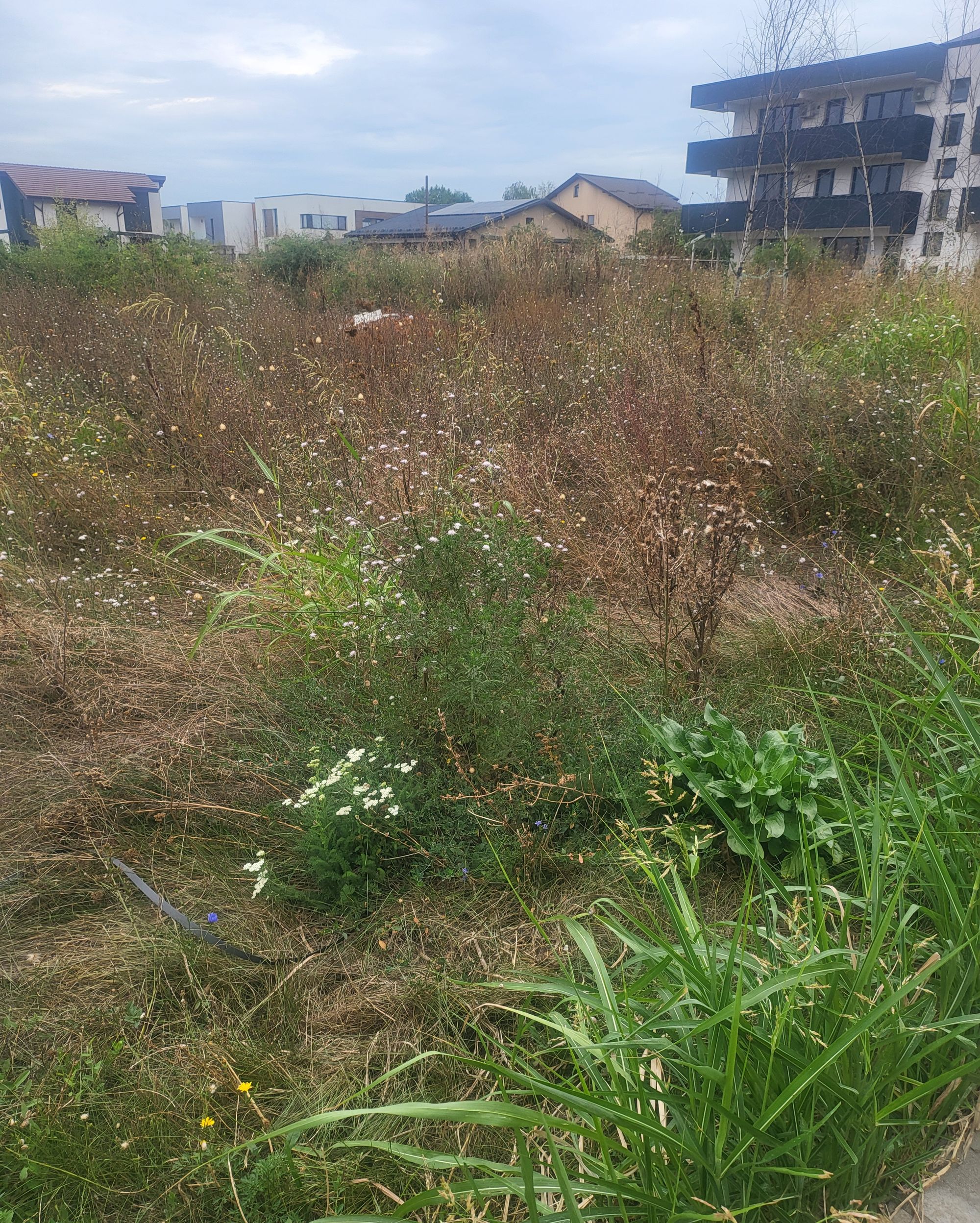 Ambrozie in Strada Ecaterina Teodoroiu 14J, Otopeni, Oraş Otopeni, Județul Ilfov - 20240830_081746.jpg