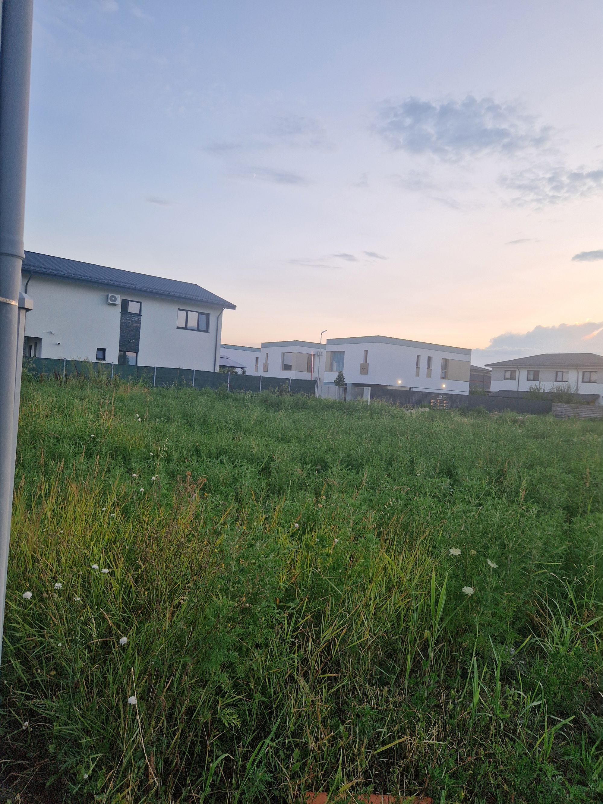 Ambrozie in Strada Stefan cel Mare 25, Otopeni, Oraş Otopeni, Județul Ilfov