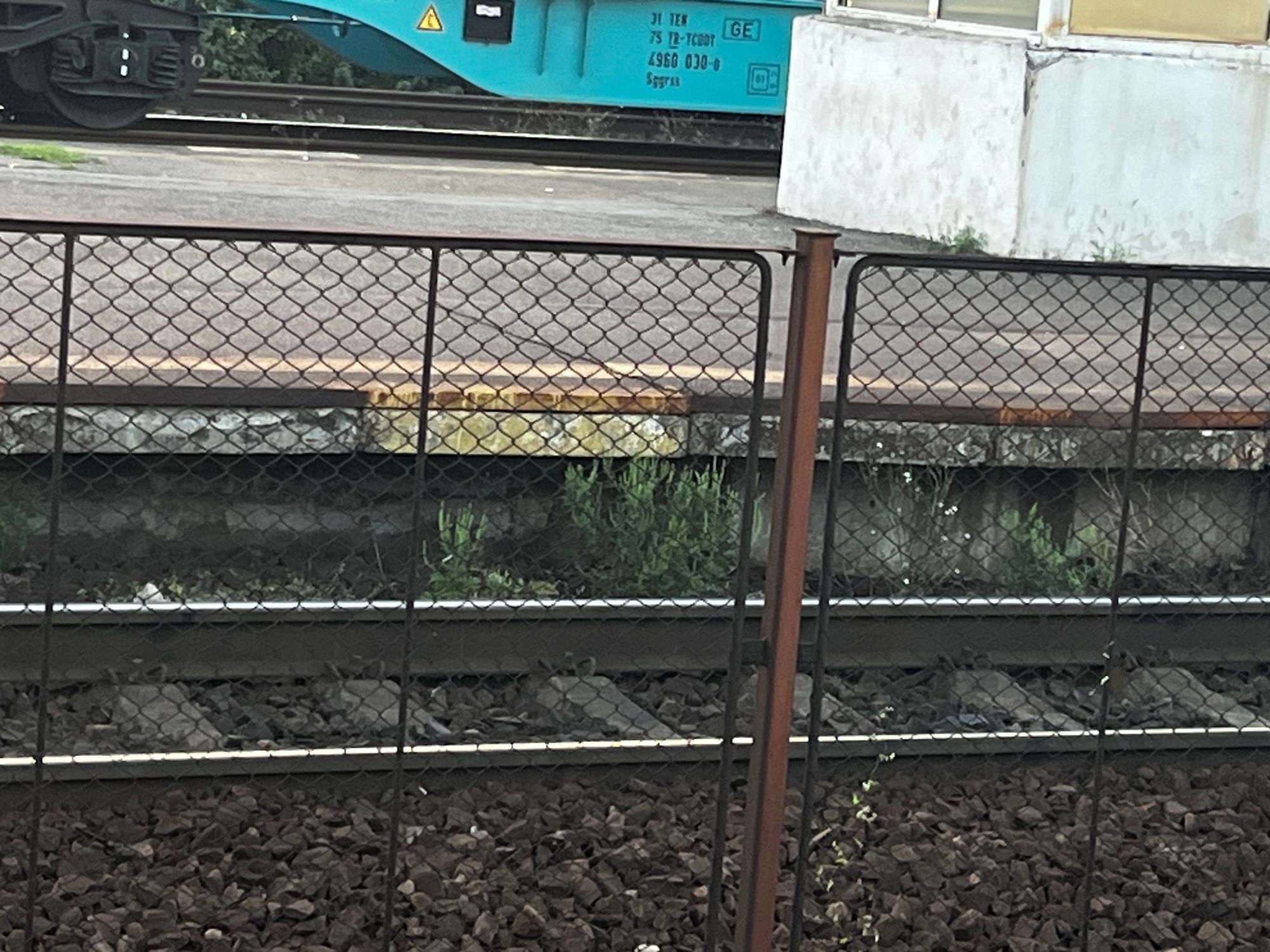 Ambrozie in Buftea, Oraș Buftea, Județul Ilfov
