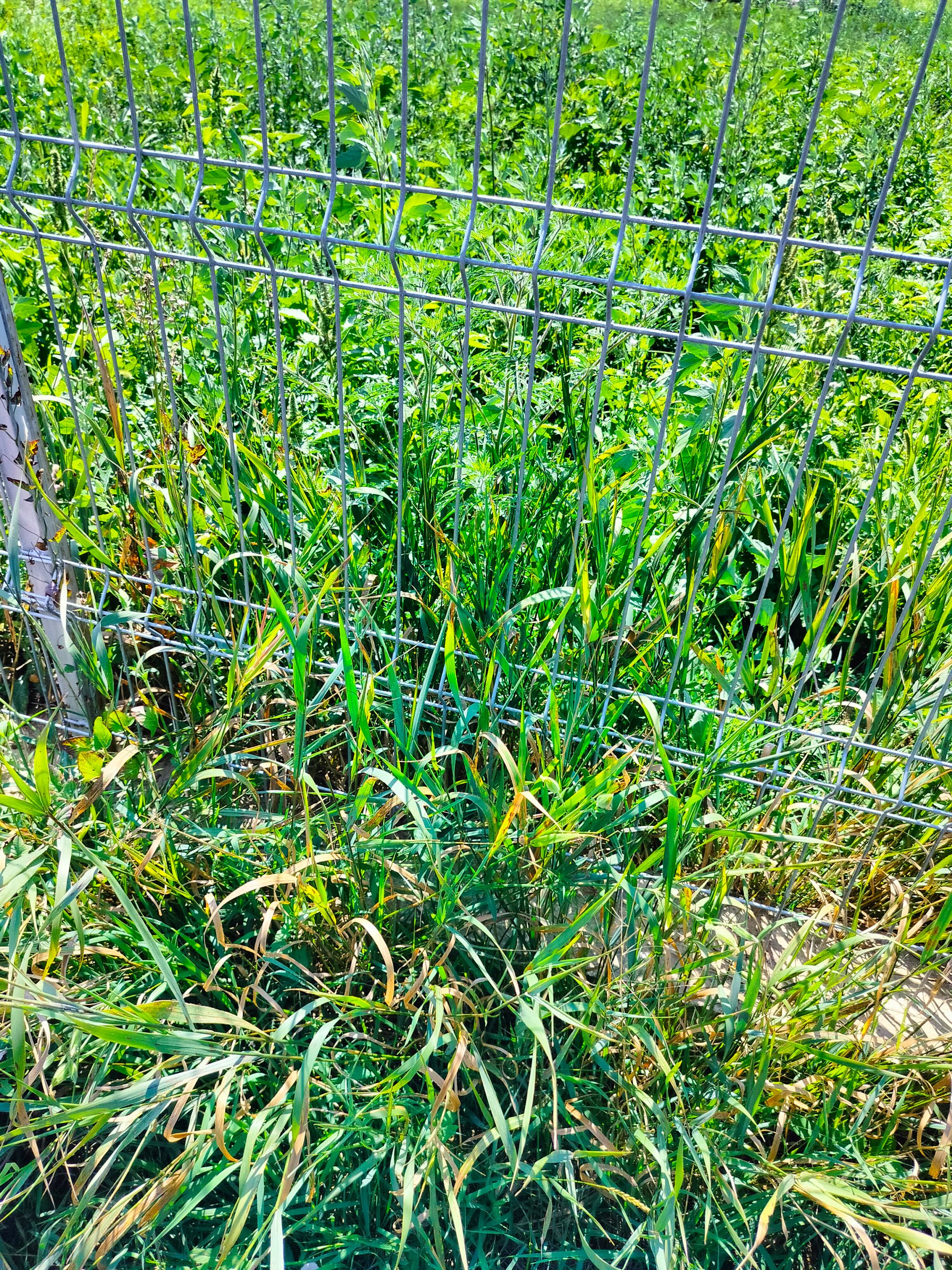 Ambrozie in Str. Valea Miroslavei 5a, Miroslava, Comuna Miroslava, Județul Iași - 1000011244.jpg