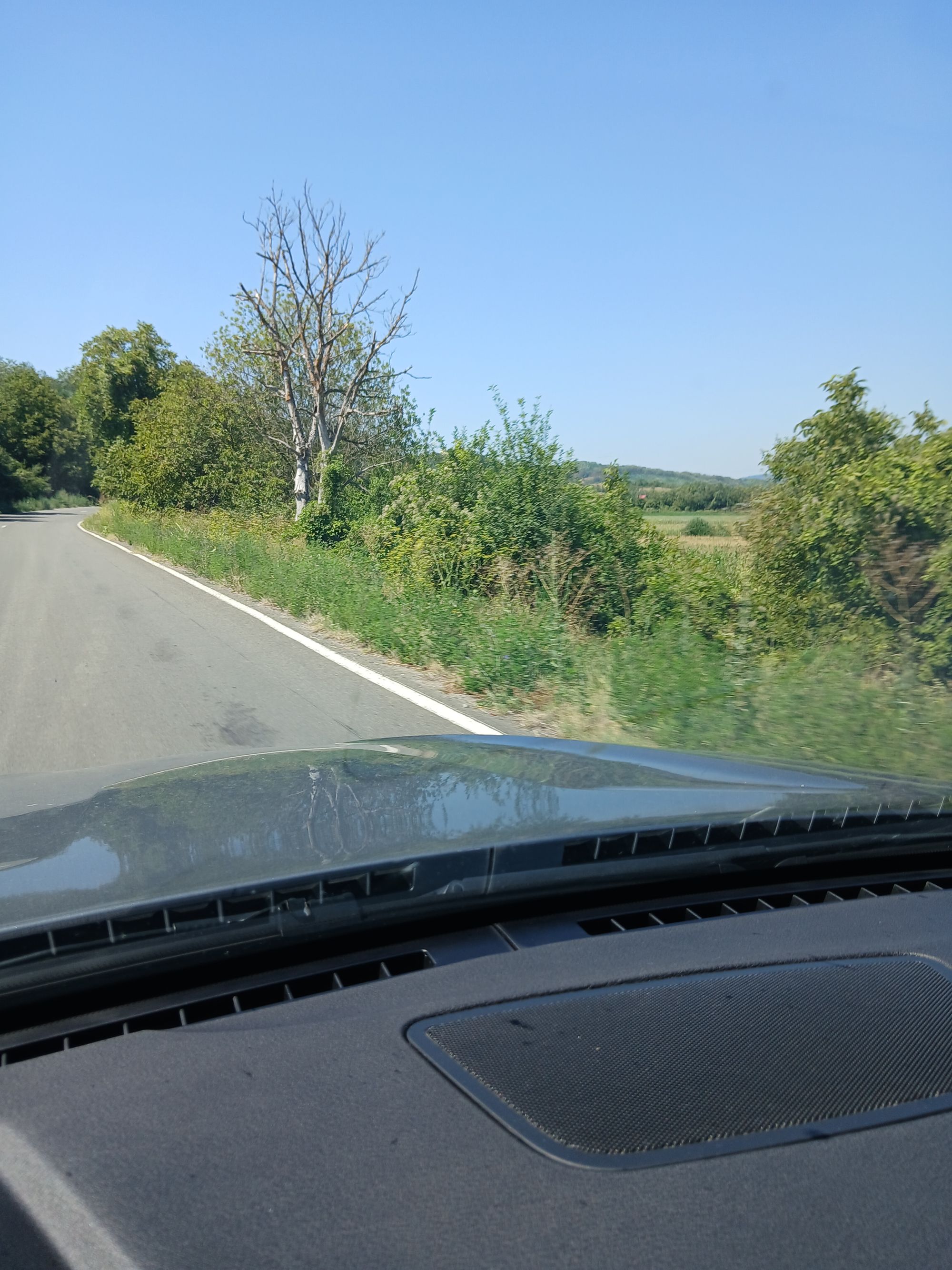 Ambrozie in E673, Comuna Dobra, Județul Hunedoara - 20260801_122602.jpg