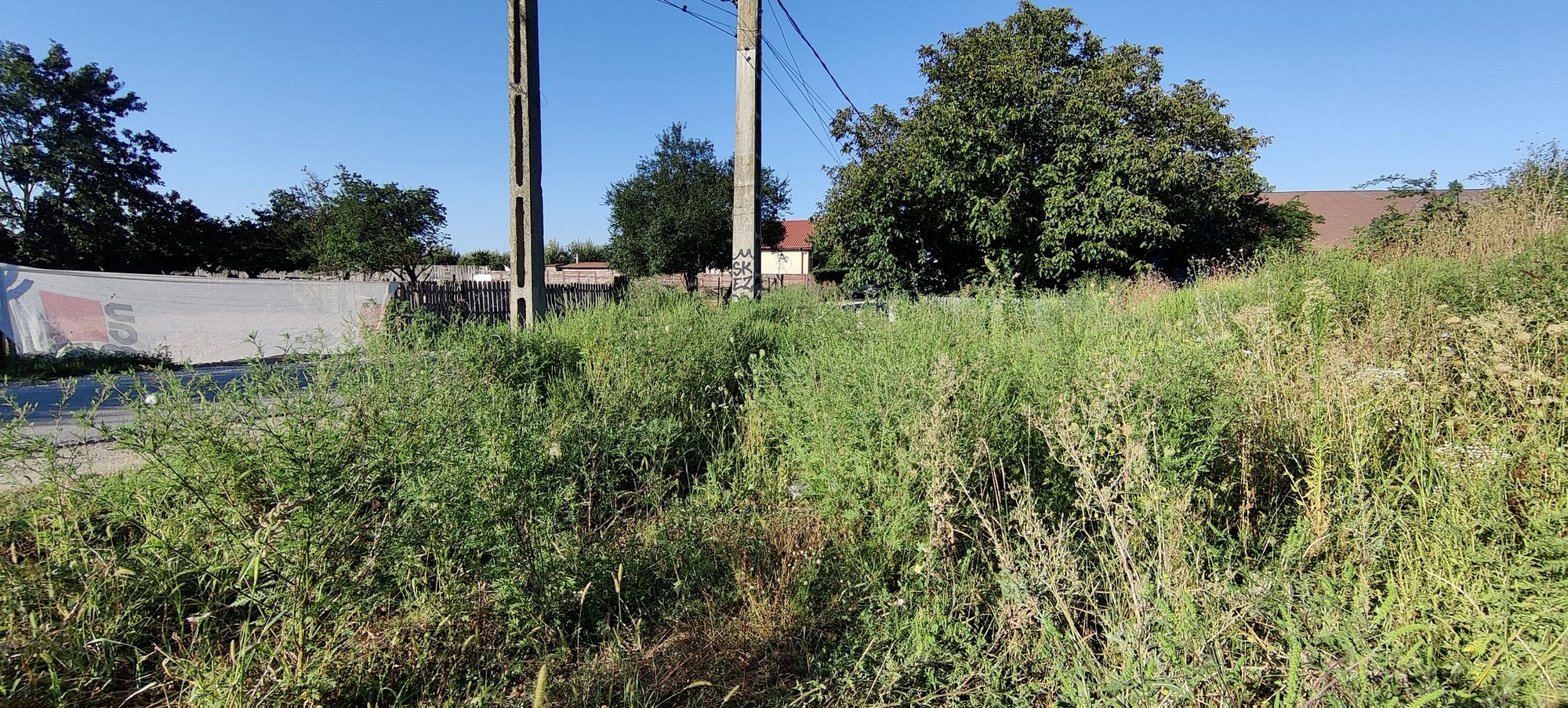 Ambrozie in Strada Ștefan cel Mare 35, Ciofliceni, Comuna Snagov, Județul Ilfov
