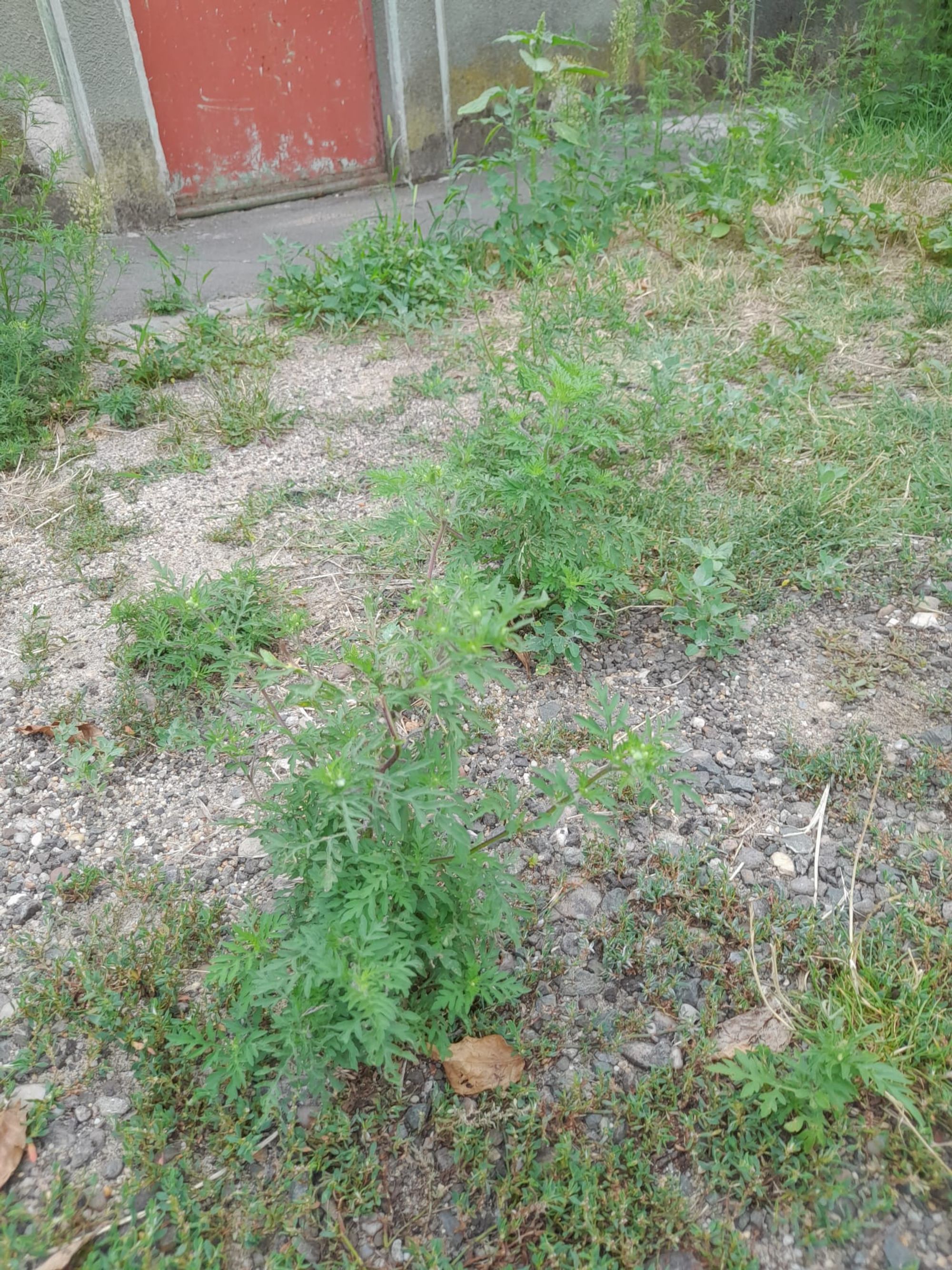 Ambrozie in Strada Mierlei 44, Arad, Municipiu Arad, Județul Arad - WhatsApp Image 2025-08-21 at 16.52.34 (2).jpeg
