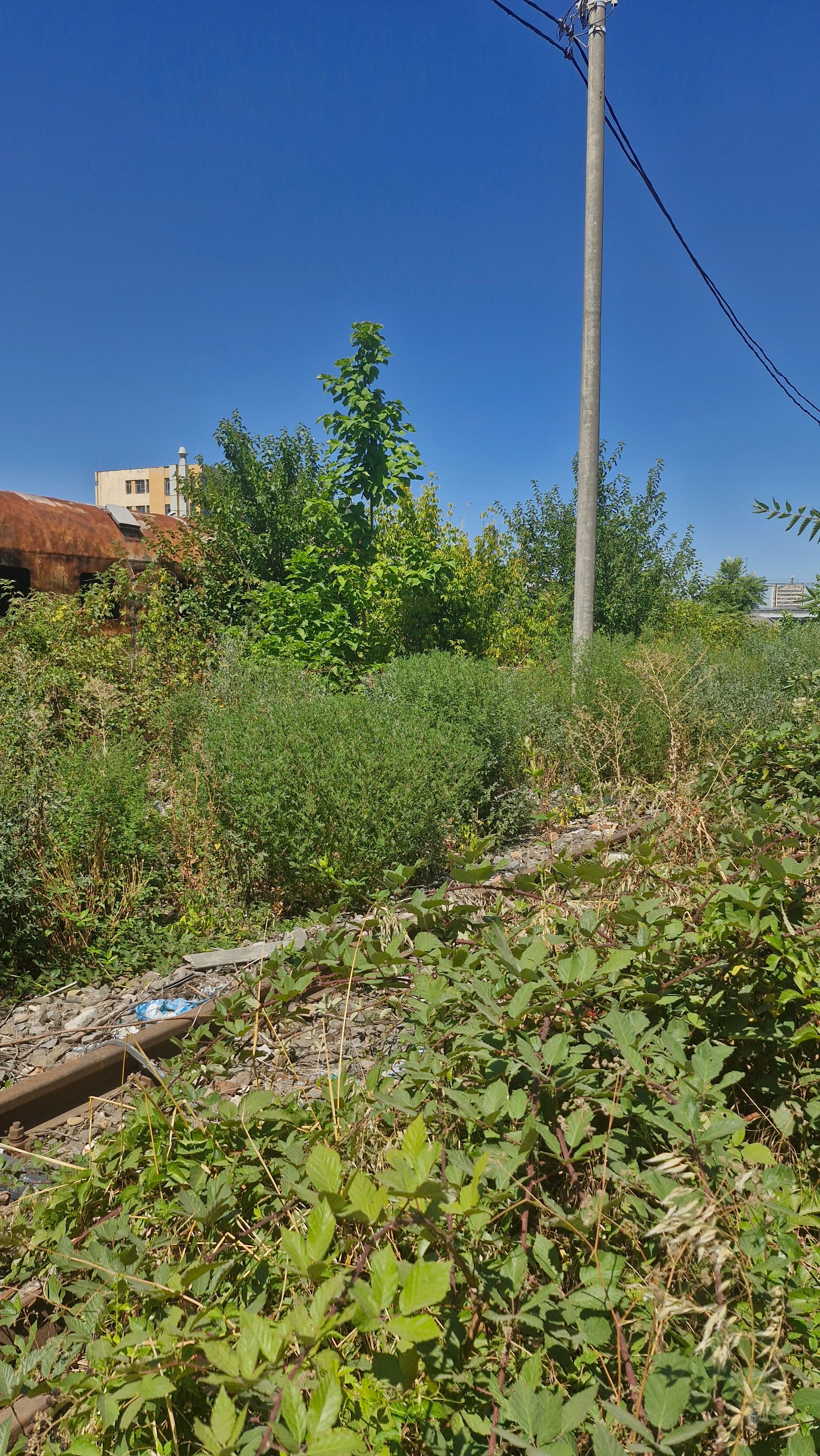 Ambrozie in București, Municipiul București - 20250814_123858.jpg