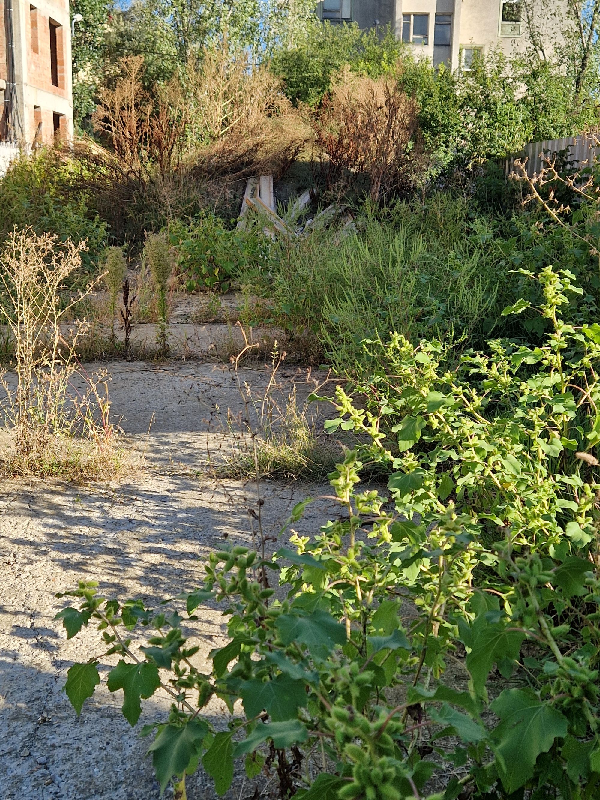 Ambrozie in Strada Cronicar Mustea 8, Iași, Municipiu Iaşi, Județul Iași