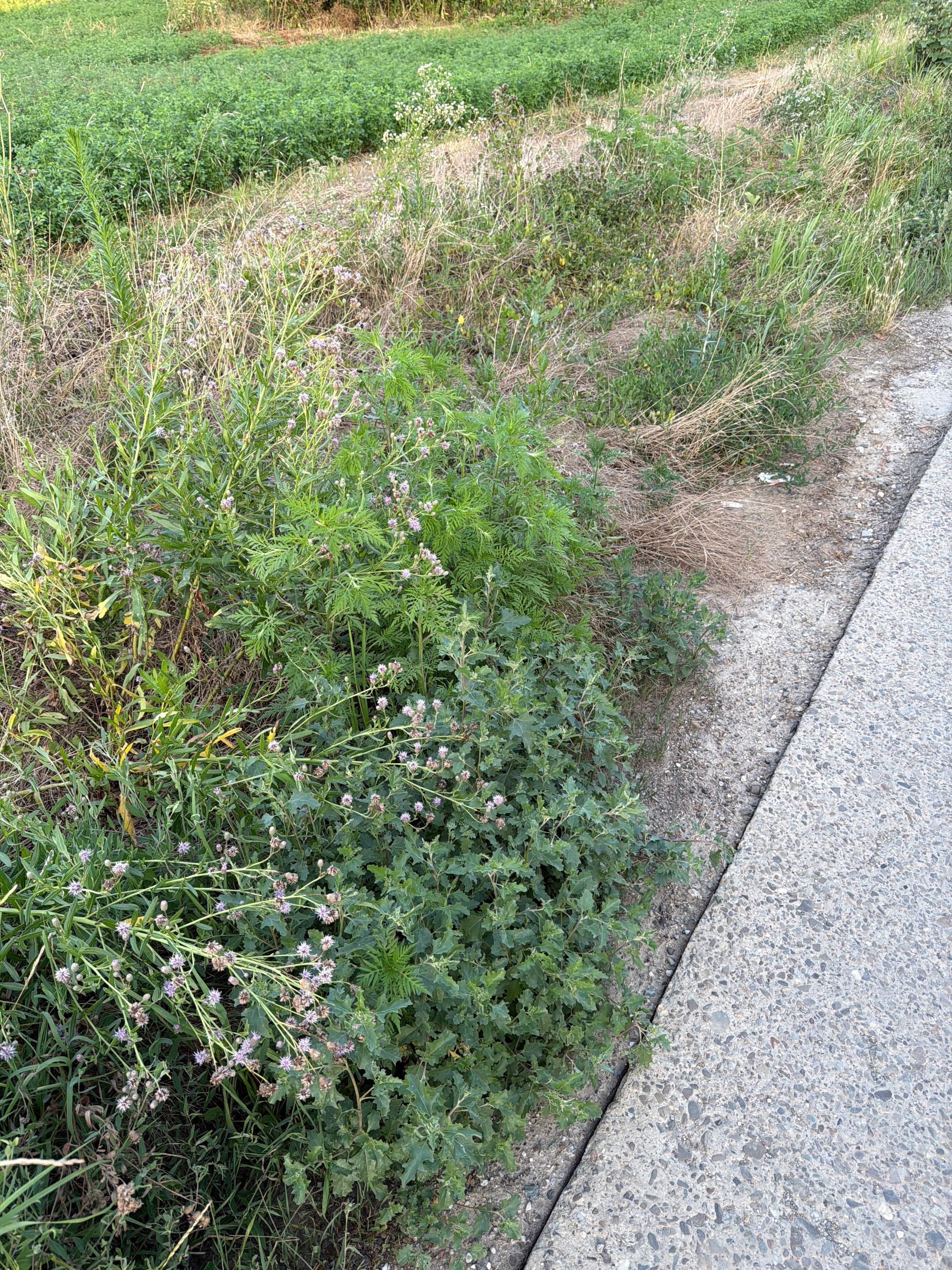 Ambrozie in Strada Eudoxiu Hurmuzaki 9, Iași, Municipiu Iași, Județul Iași - image.jpg