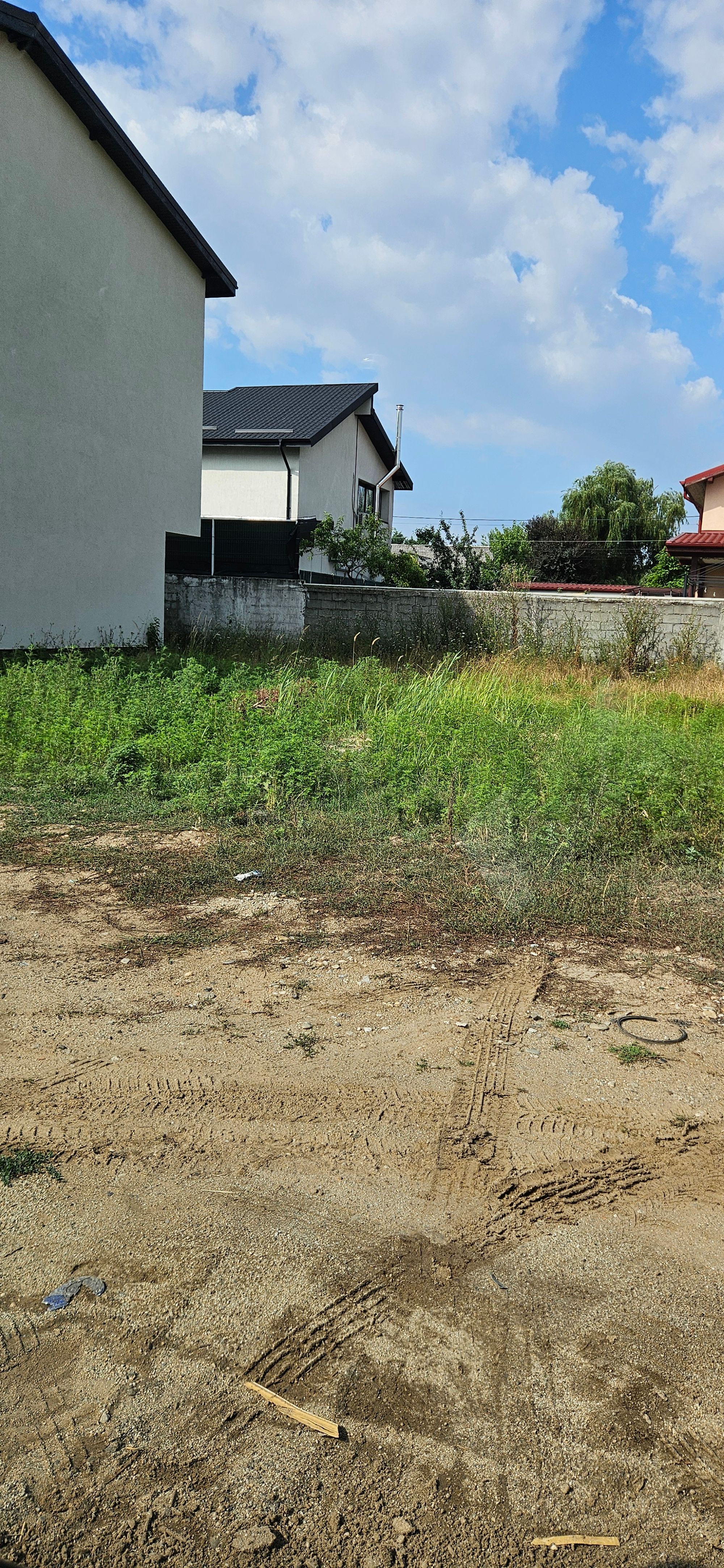 Ambrozie in Strada Diamantului 8, Domnești, Comuna Domnești, Județul Ilfov - 20250731_100758.jpg
