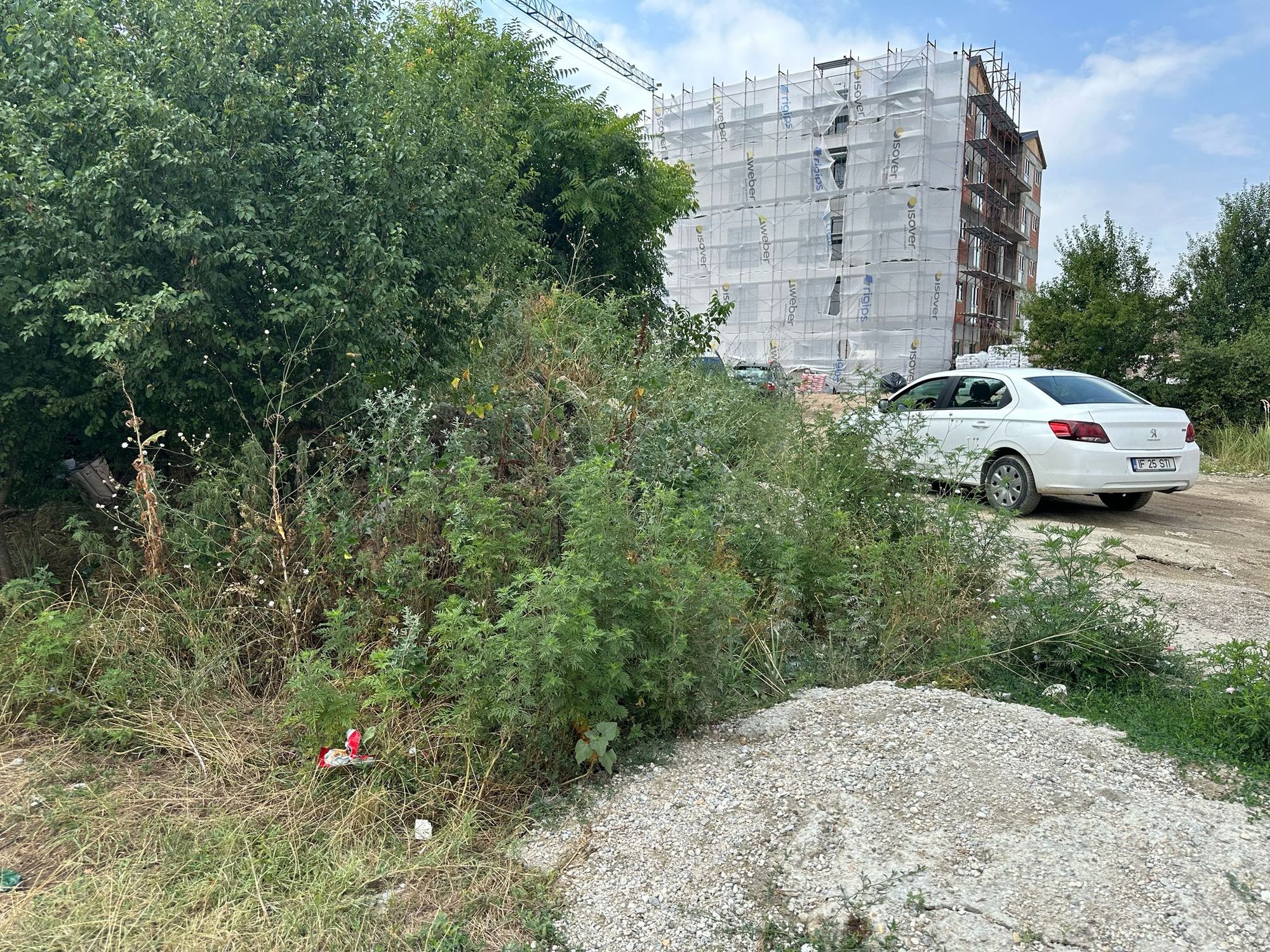 Ambrozie in Strada 23 August 156, Otopeni, Oraş Otopeni, Județul Ilfov