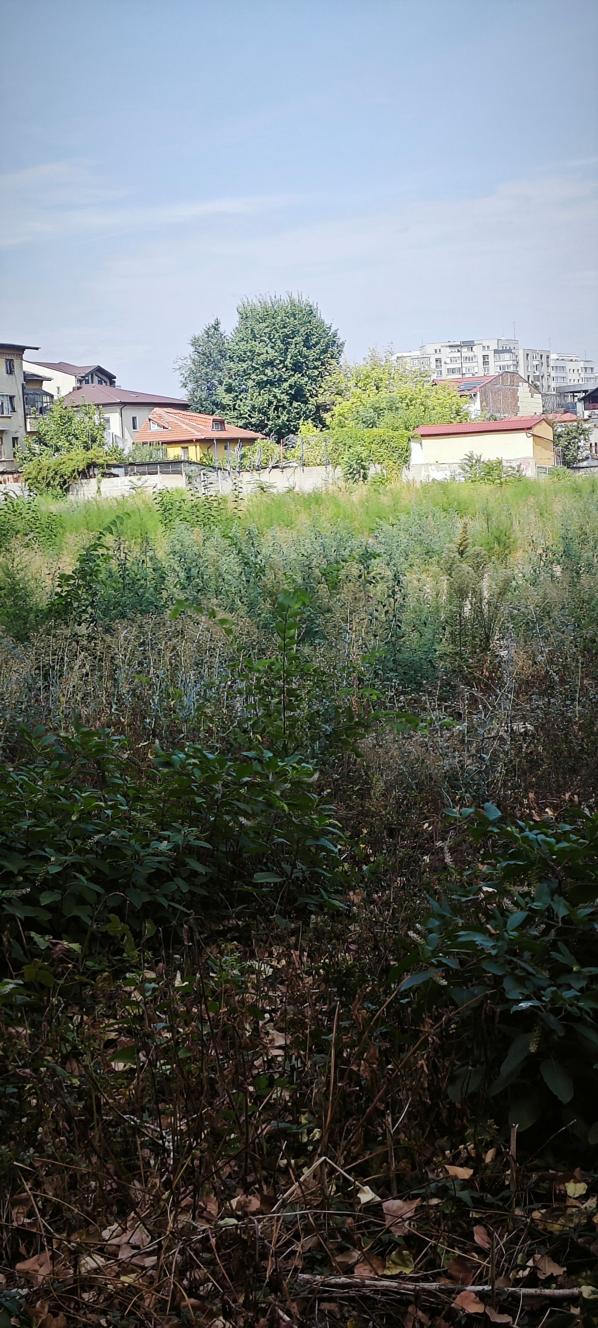 Ambrozie in Strada Silozului 3, București, Municipiul București - IMG_20250911_133331.jpg