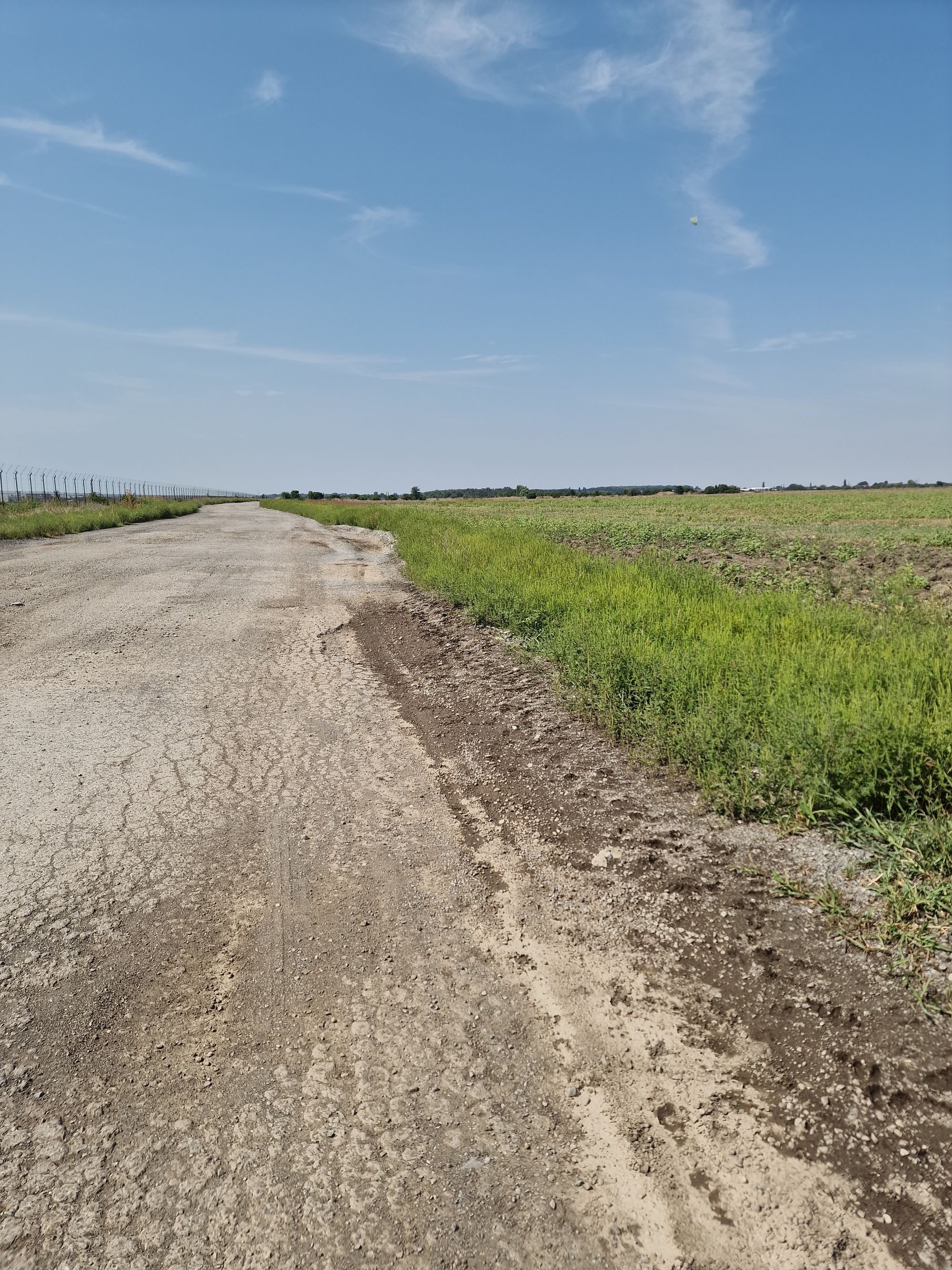 Ambrozie in Strada Aurel Vlaicu, Otopeni, Comuna Tunari, Județul Ilfov