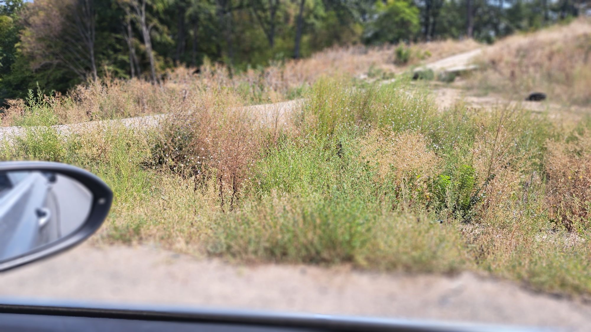 Ambrozie in Pantelimon, Ilfov County - 20230826_125816.jpg