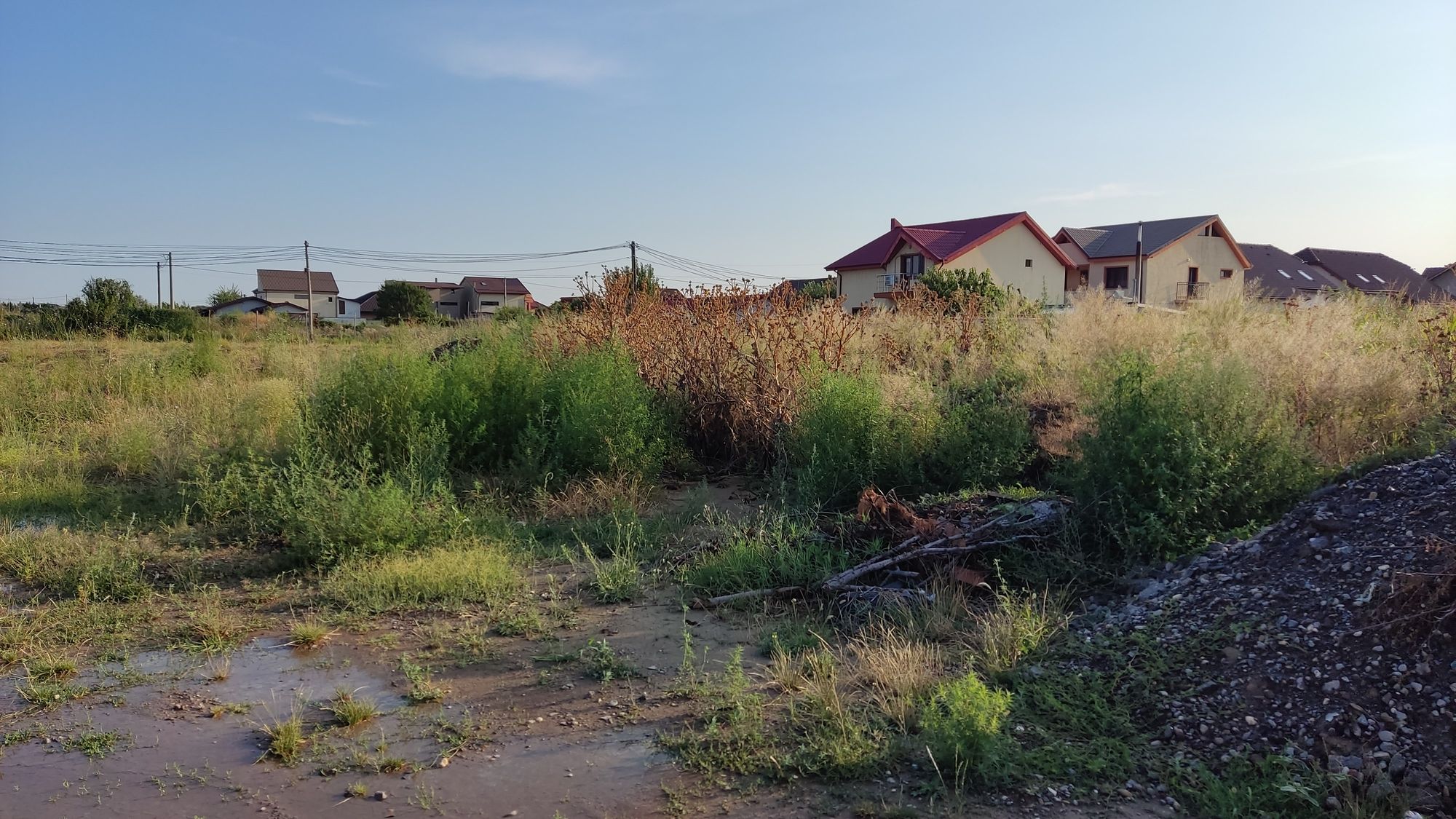 Ambrozie in DN26, Comuna Vânători, Județul Galați - IMG_20230723_185053.jpg