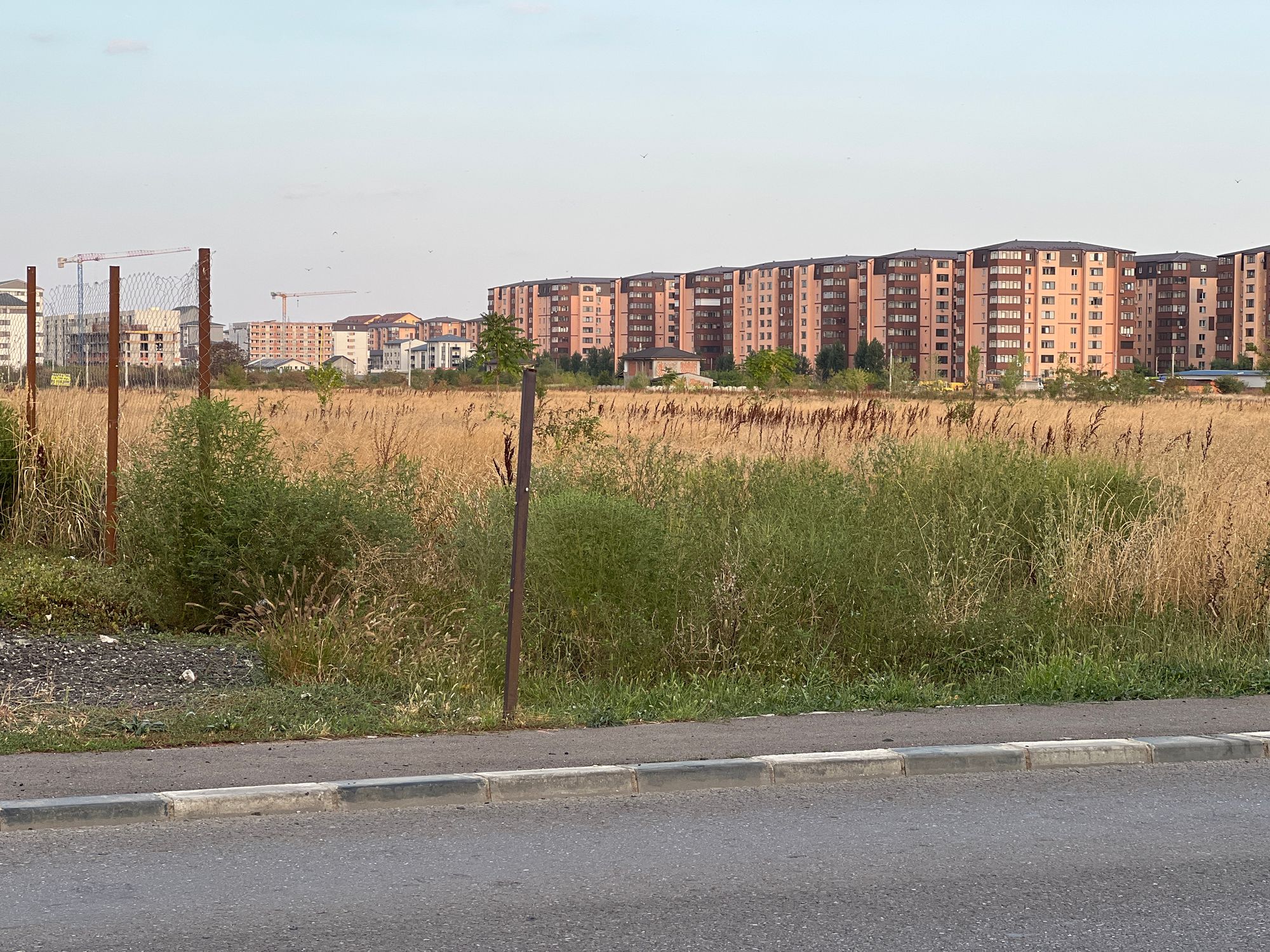 Ambrozie in Strada Soarelui 90, Roșu, Comuna Chiajna, Județul Ilfov