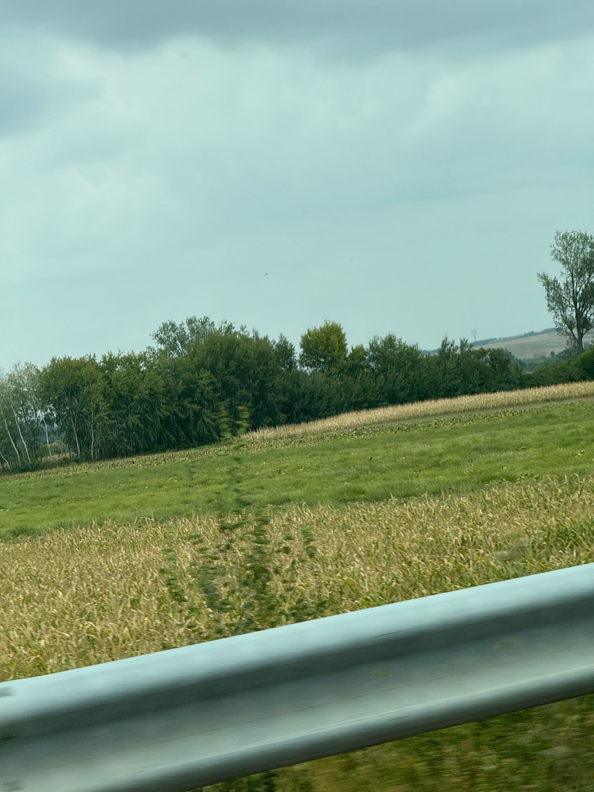 Ambrozie in Bodo, Comuna Balinț, Județul Timiș - IMG_3698.JPG