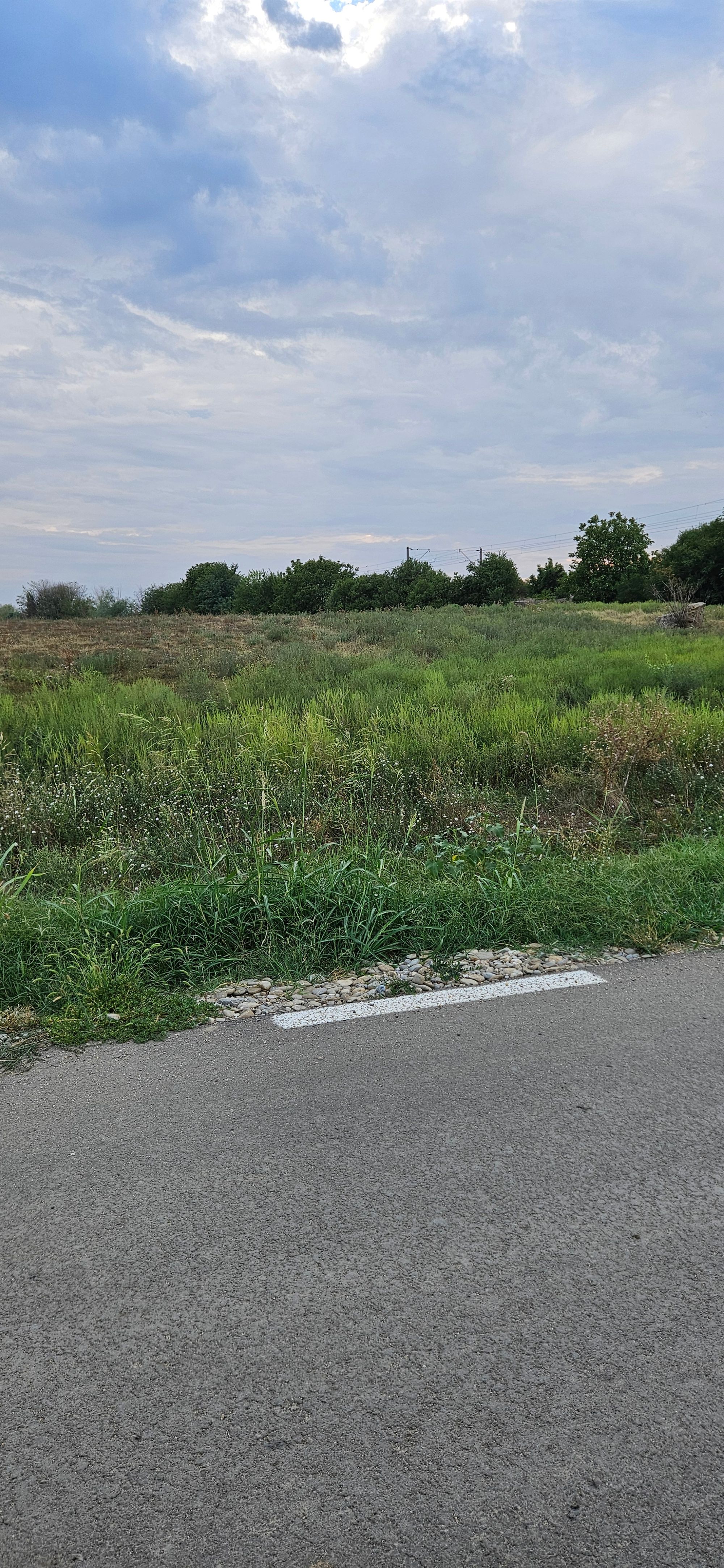 Ambrozie in Domnești, Comuna Domnești, Județul Ilfov - 1000004893.jpg