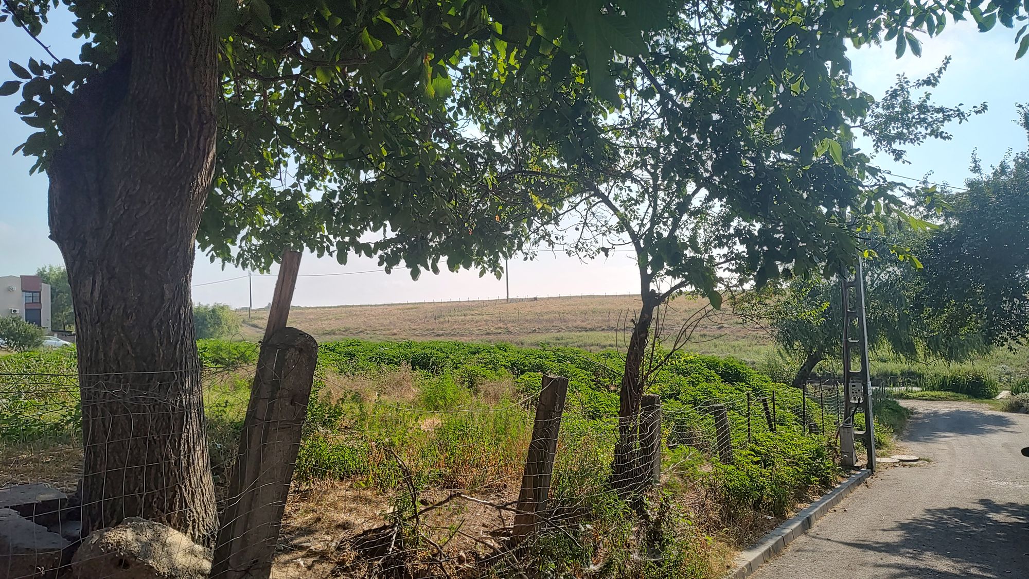 Ambrozie in Strada Erou Chivu Dumitru 43a, Voluntari, Oraș Voluntari, Județul Ilfov