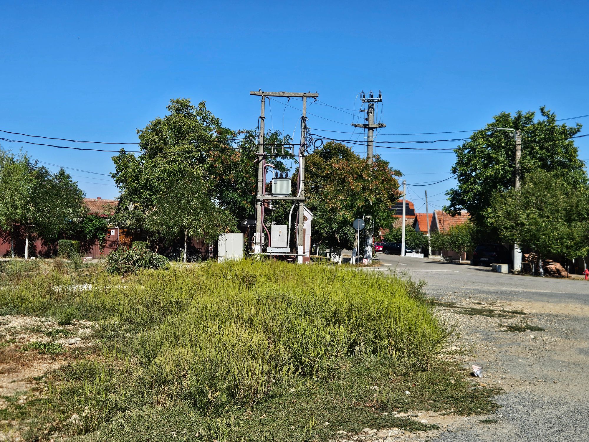 Ambrozie in Strada Mihail Sadoveanu 20, Salonta, Municipiu Salonta, Județul Bihor - 1000245750.jpg
